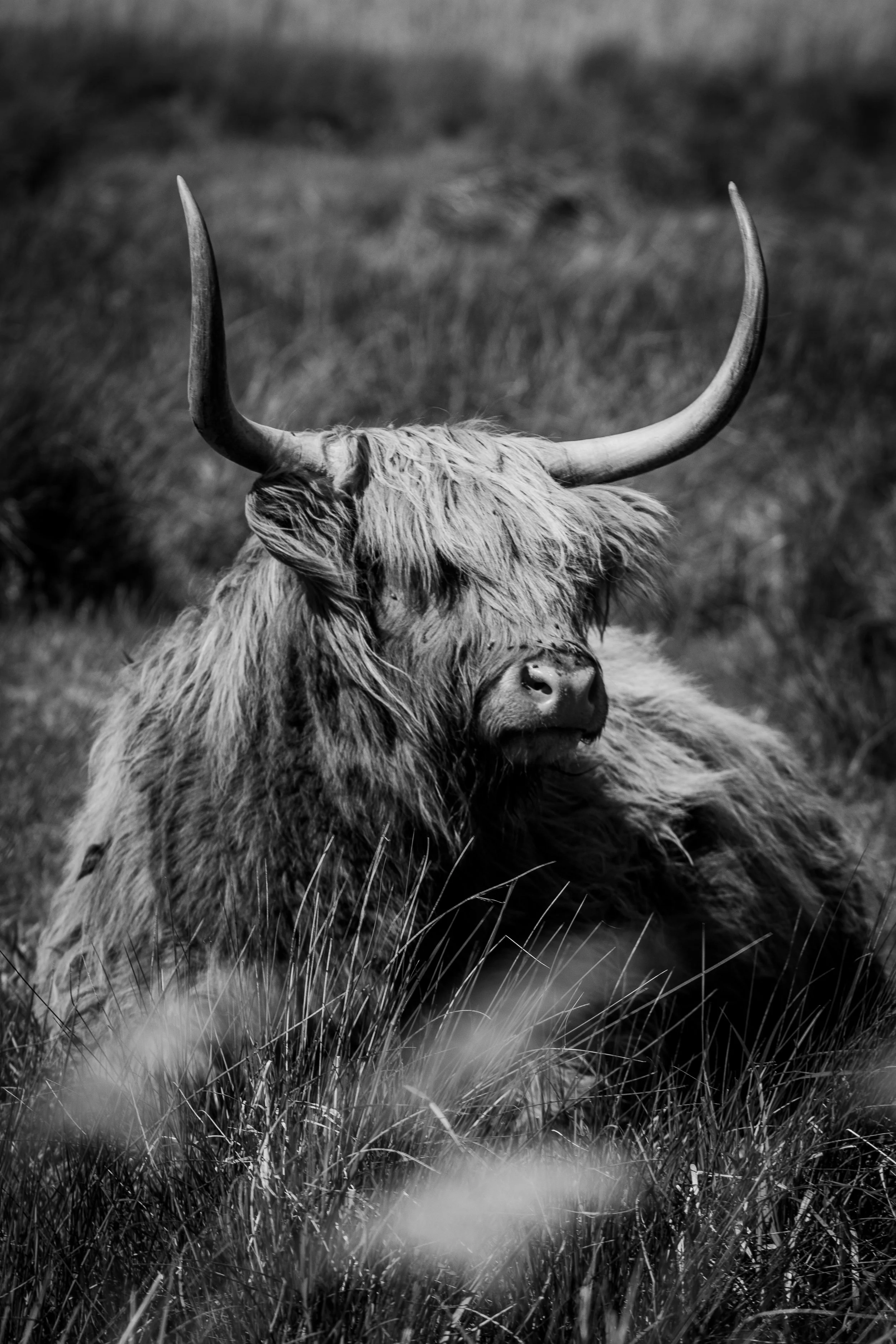 Highland Soul - Highland Cow Fine Art Print