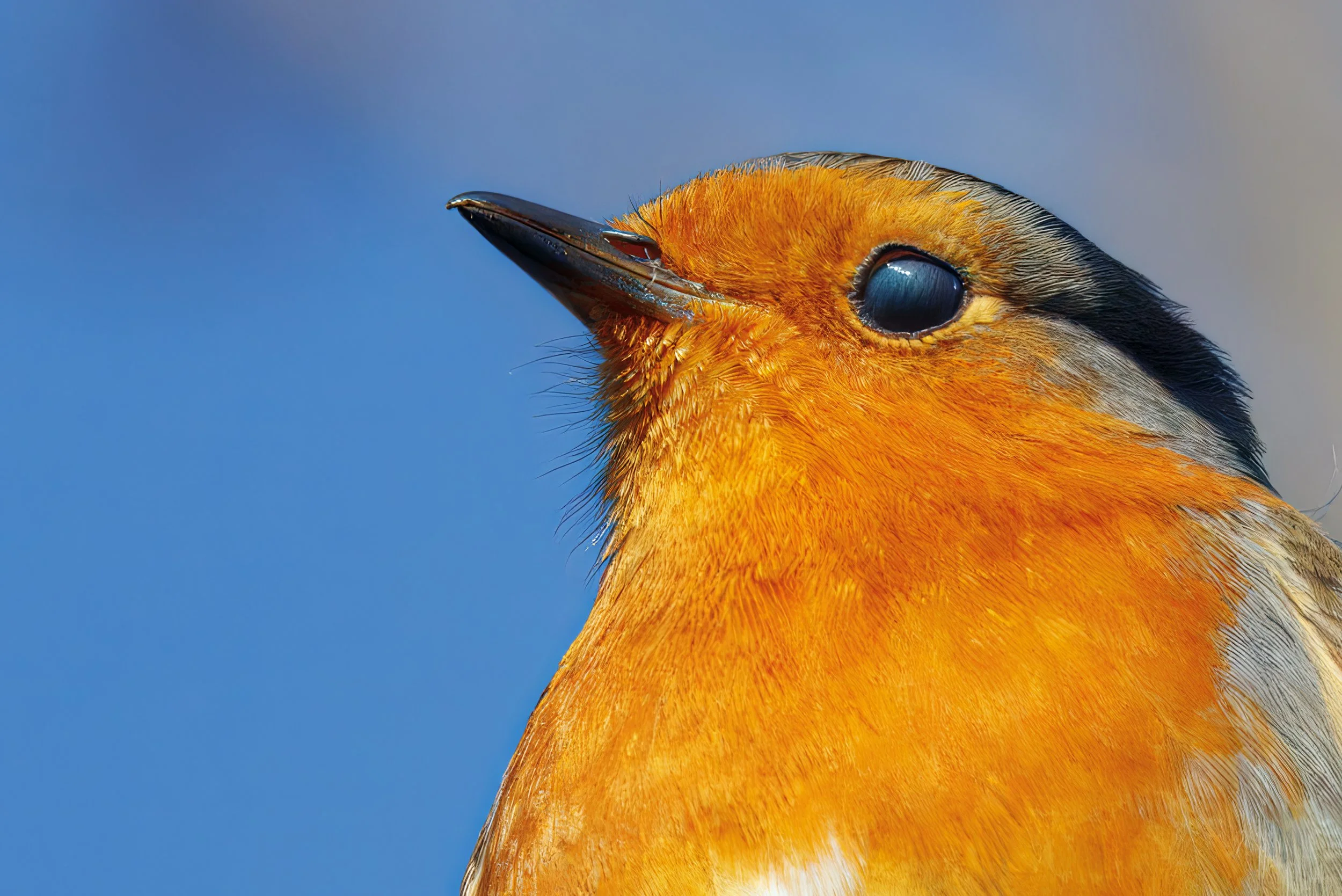 Blink — European Robin Print