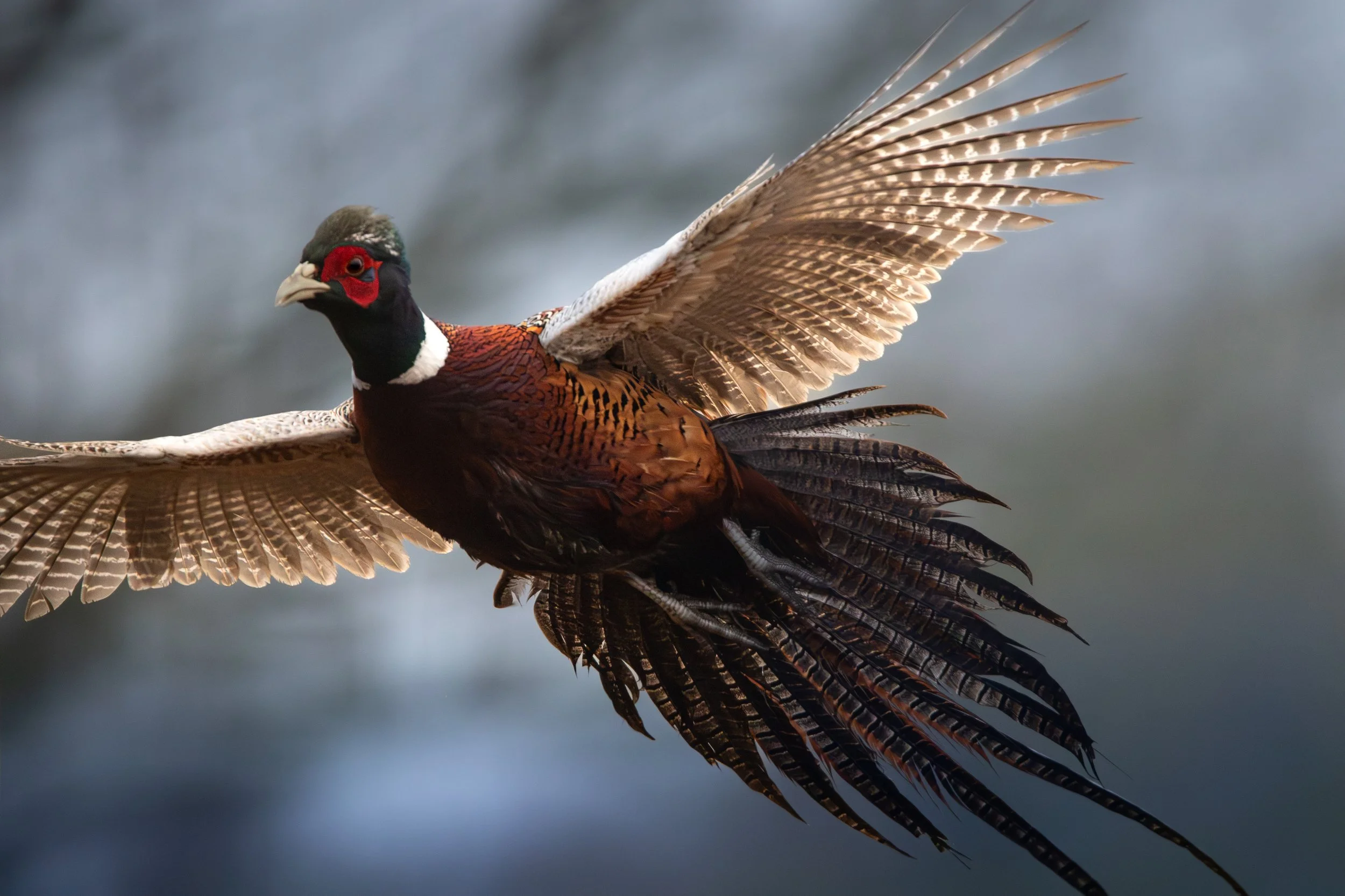 Taking Flight - Pheasant Print