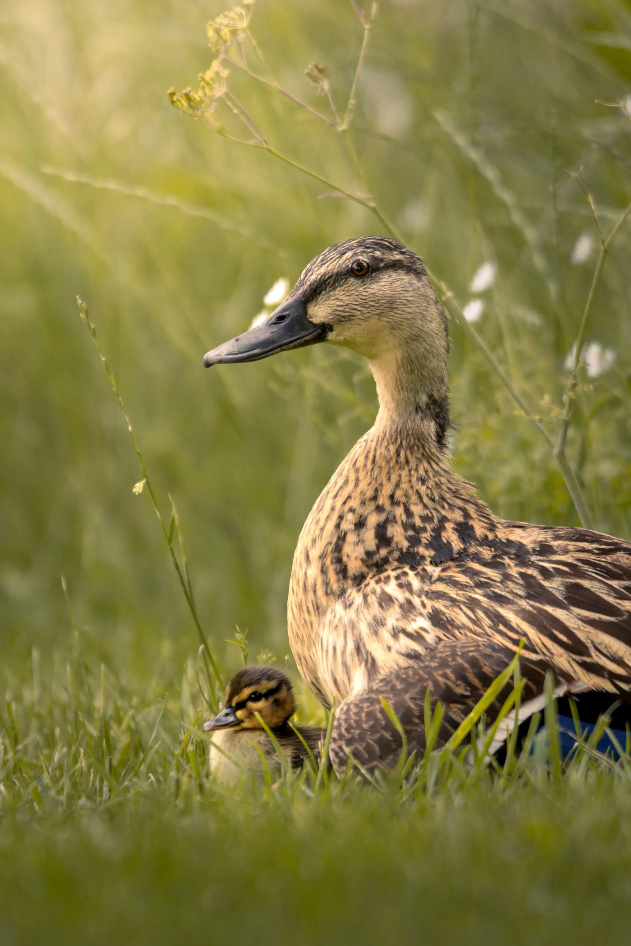 A mother duck with brown and black feathers standing on green grass with a duckling resting nearby, surrounded by blurred green foliage.