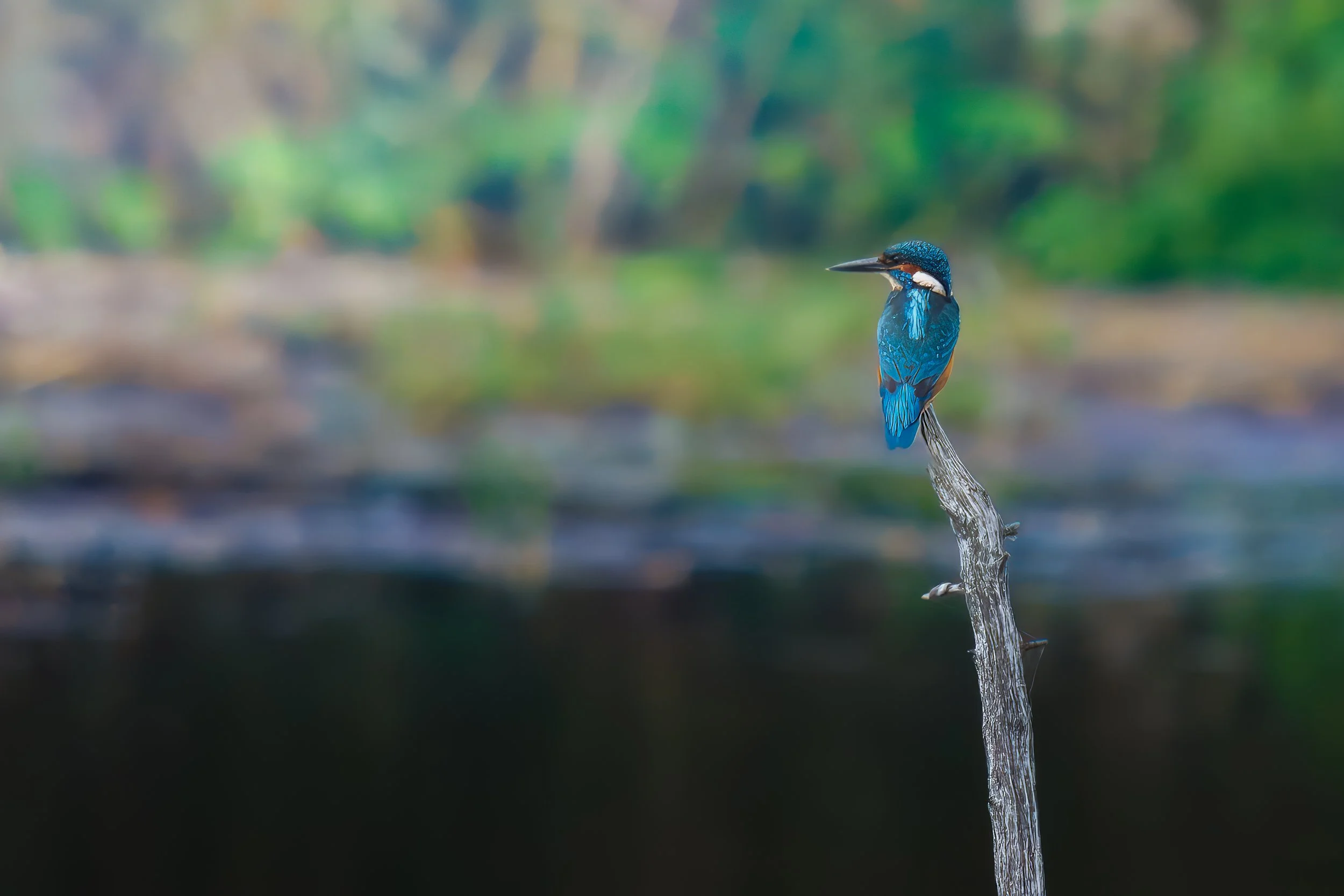 Still Waters - Kingfisher Fine Art Print