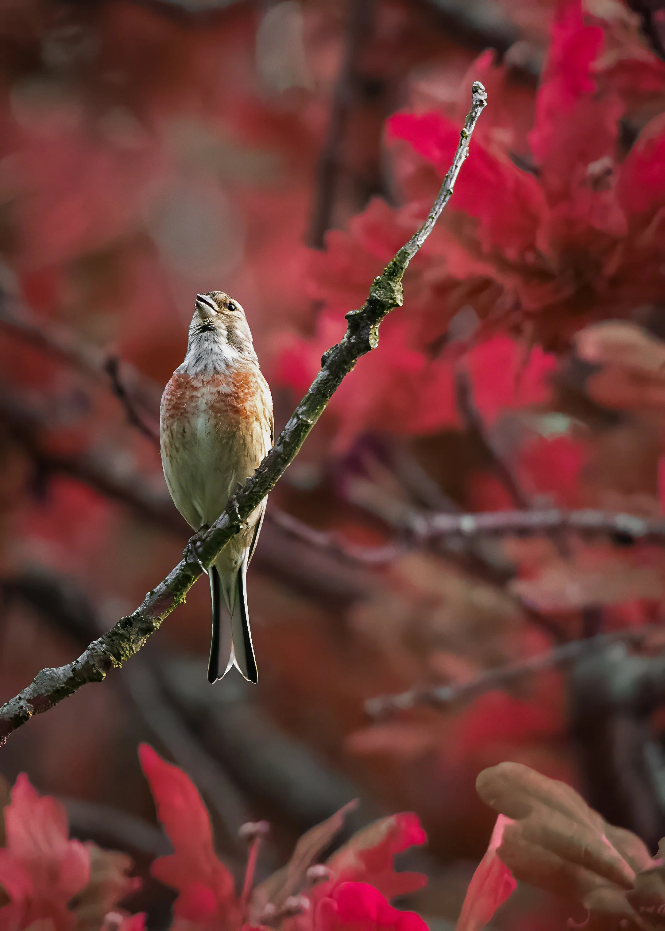 Among Scarlett Leaves - Linnet Fine Art Print