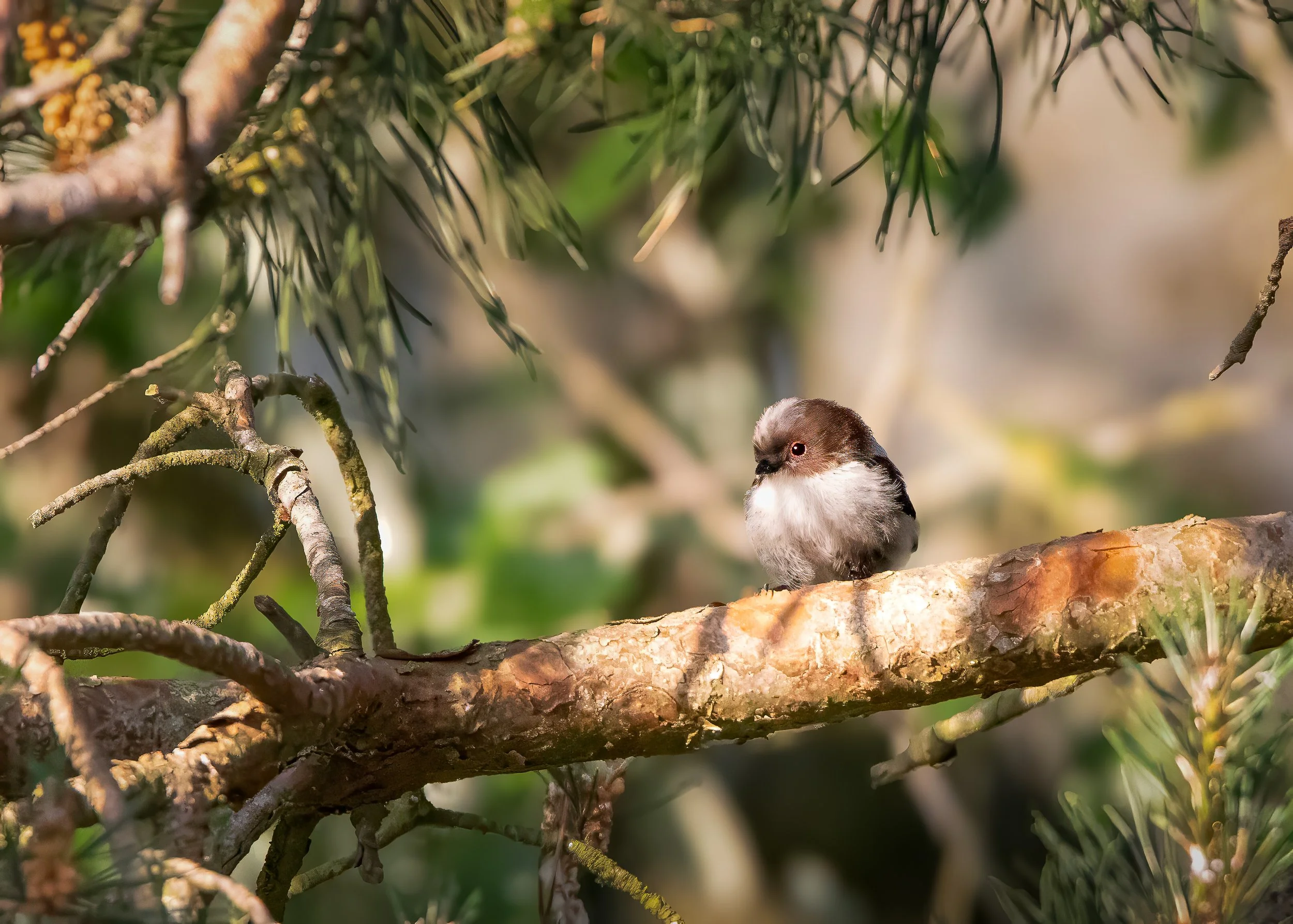 Golden Hour - Long Tailed Tit Print