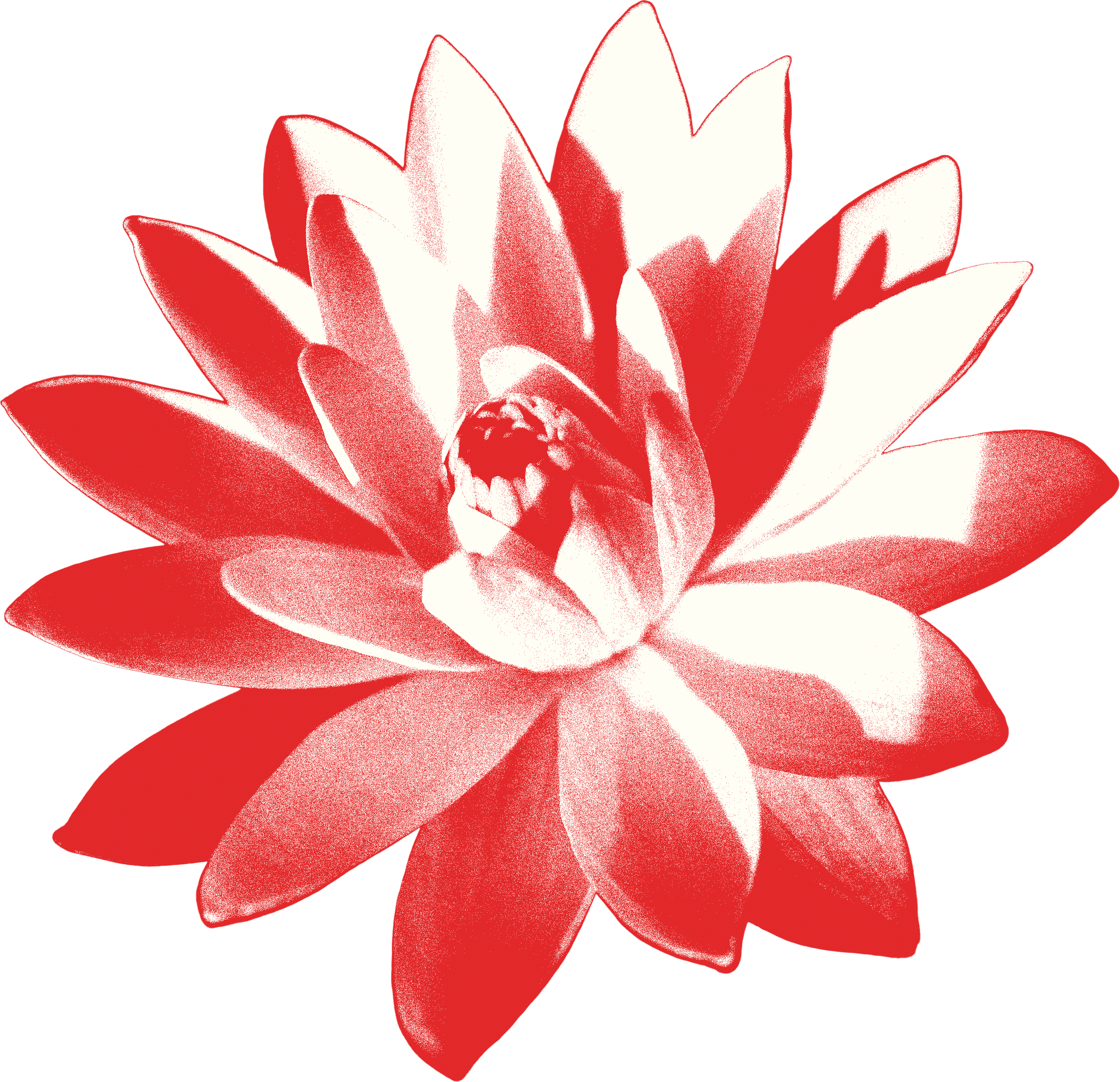 A digitally stylized red and white flower with bold outlines and a black background.
