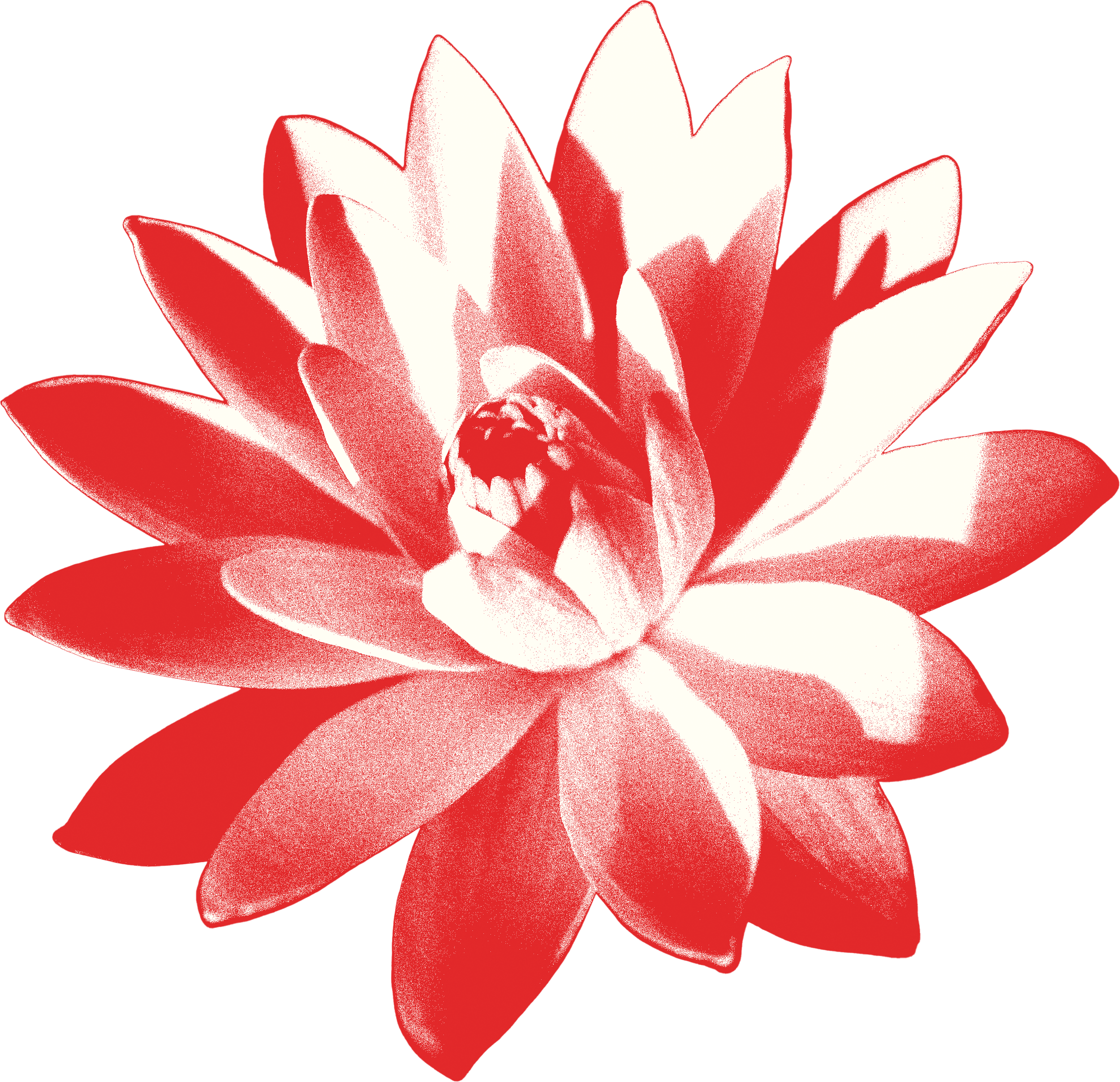 Close-up of a red and white succulent flower isolated on black background.