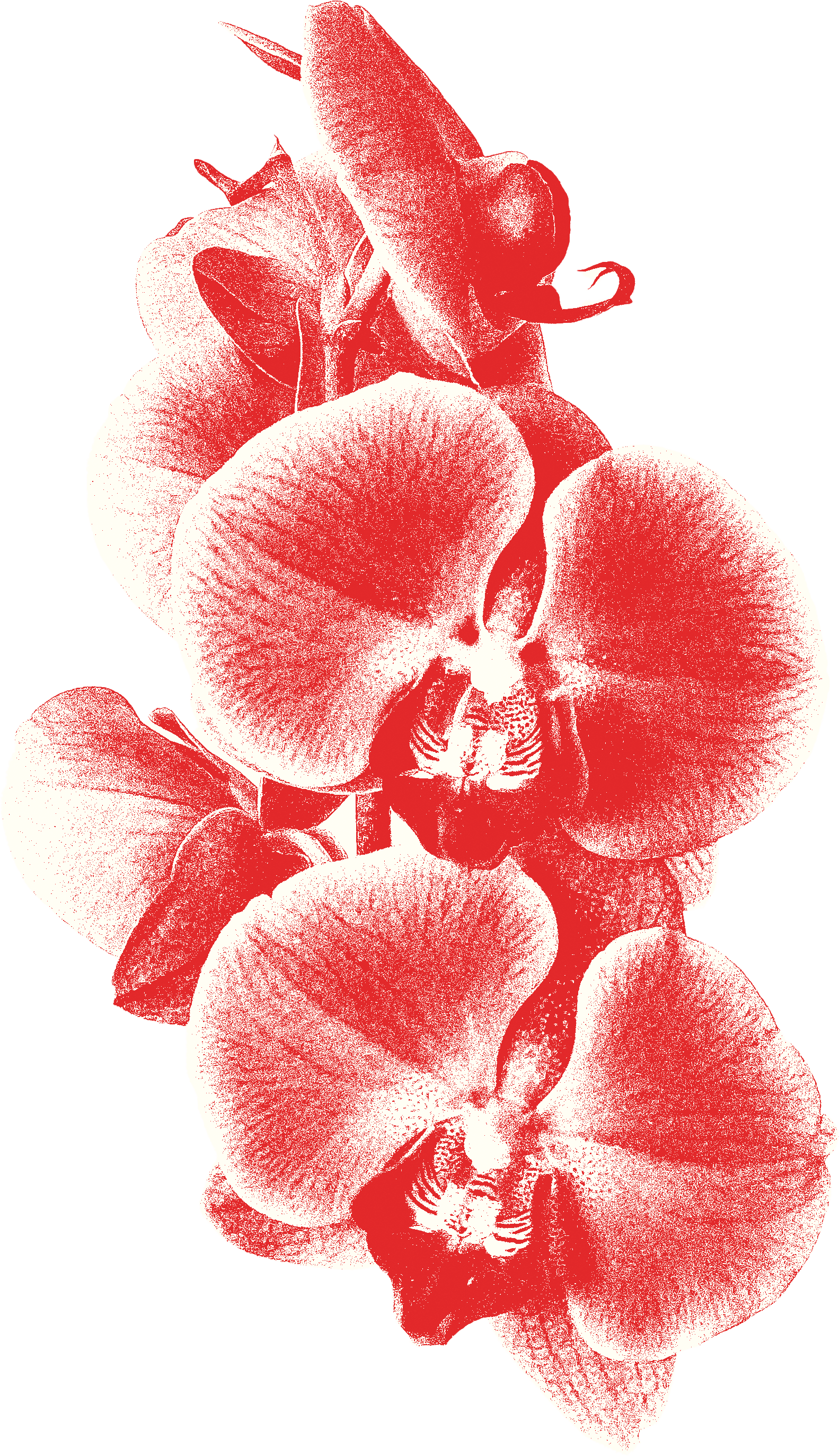 A vertical arrangement of multicolored orchids on a black background.