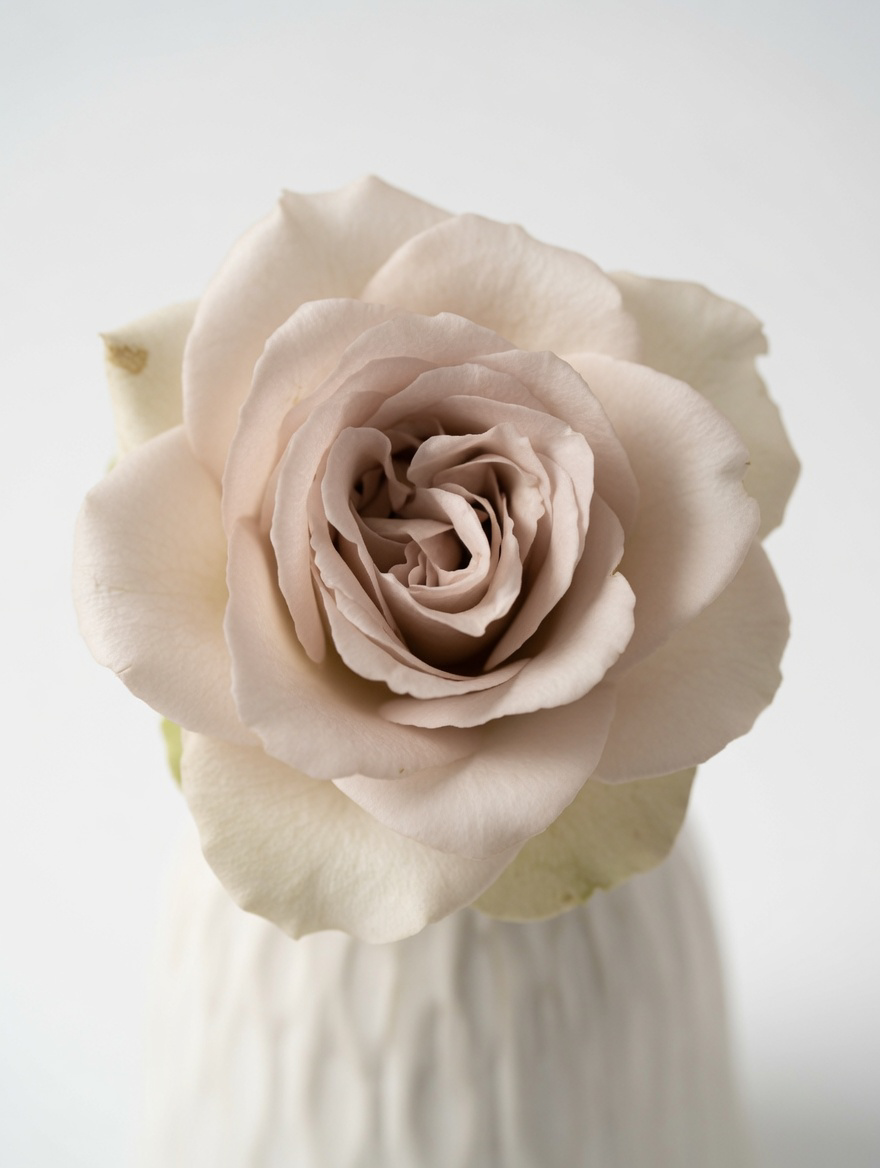 Soft Beige Garden Rose Close-Up | Neutral Tone Floral Detail