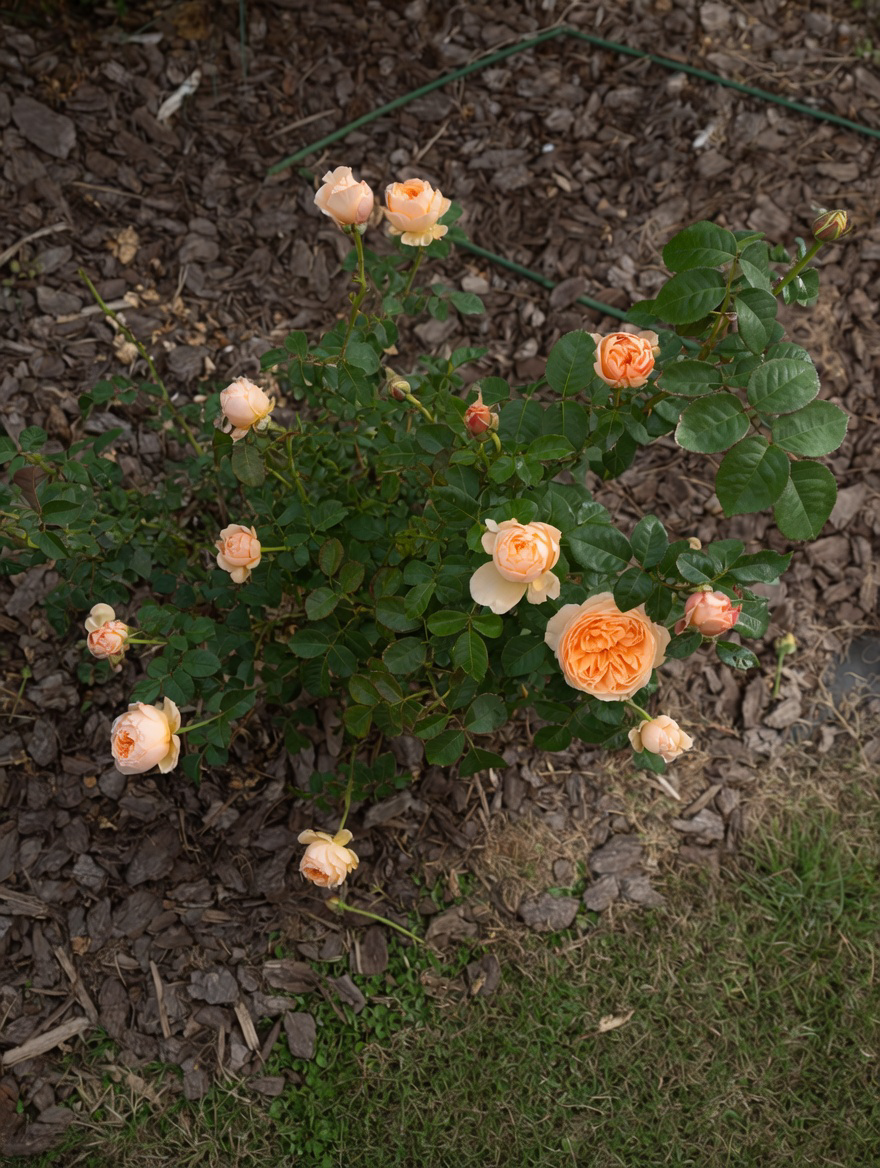 Peach Roses Growing amongst Garden Mulch | Planted Rose Bush in Yard