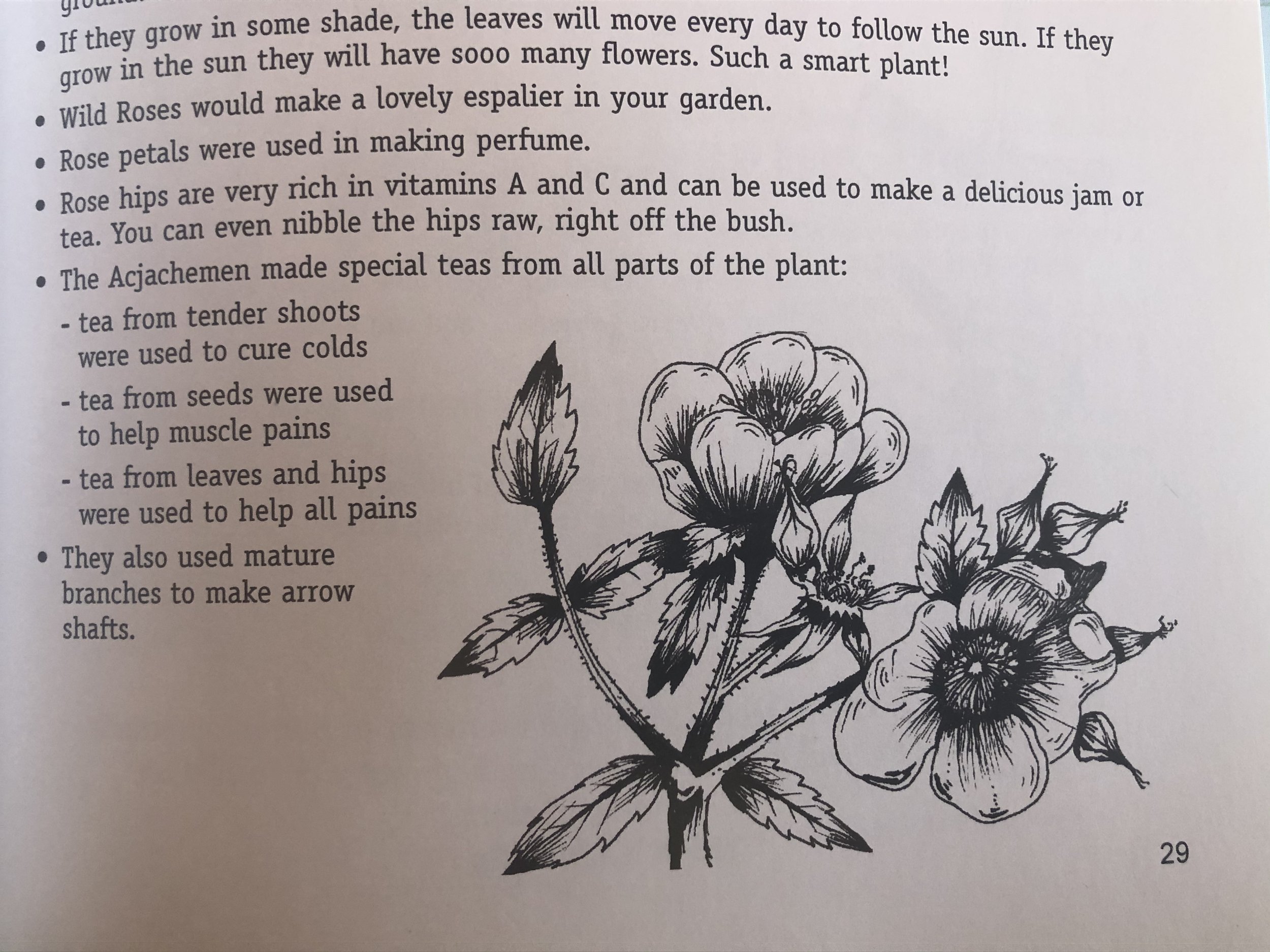 CA Wild Rose.jpg