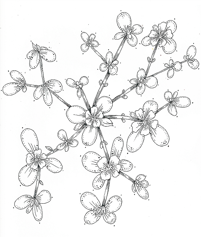Portulaca+oleacea.png