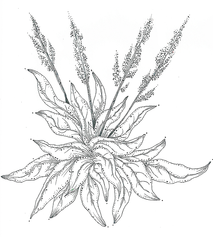 Rumex+crispus.png