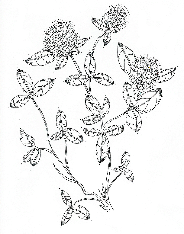 Trifolium+pretanse.png