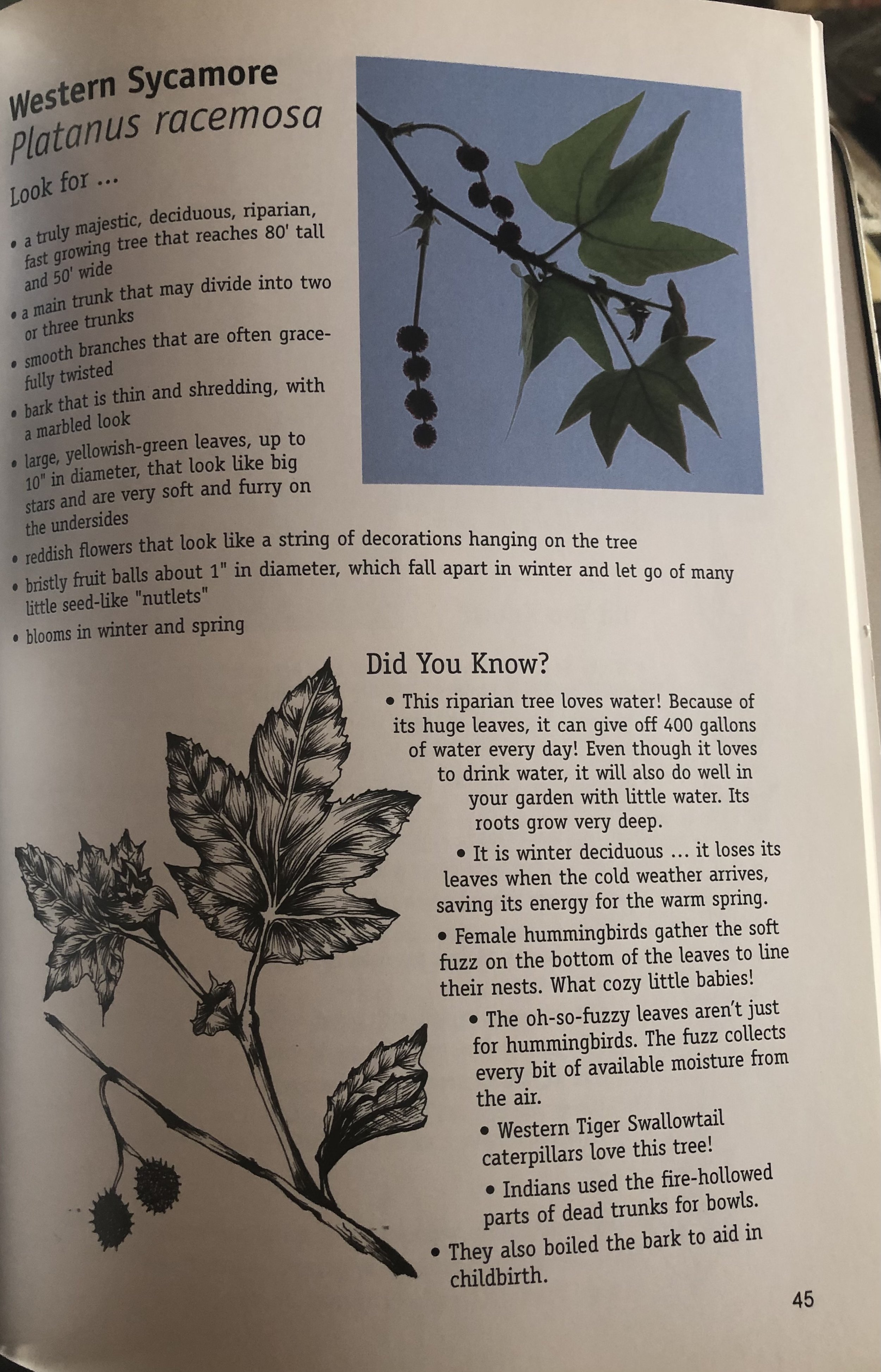 Sycamore.jpg