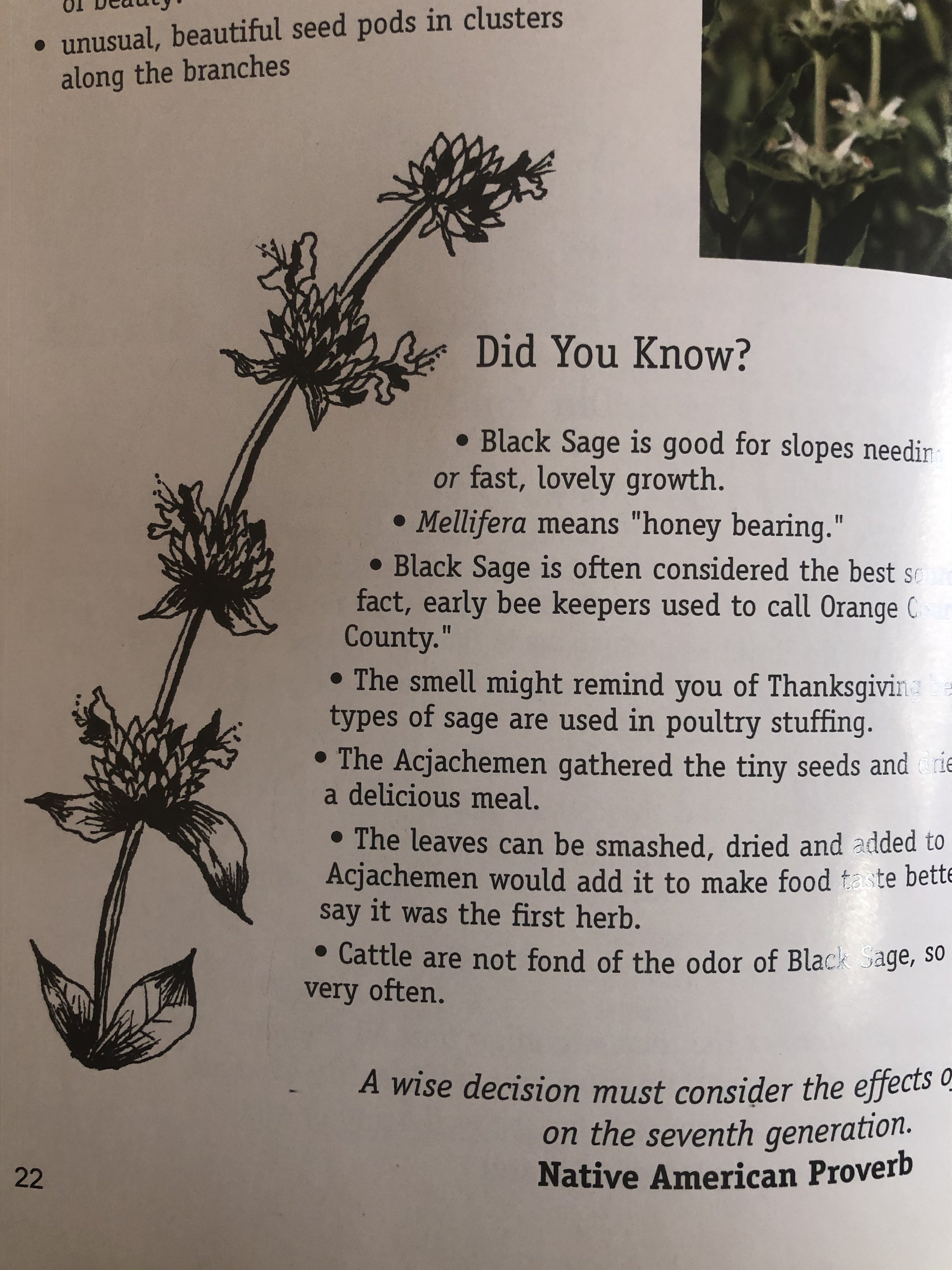 Black Sage.jpg