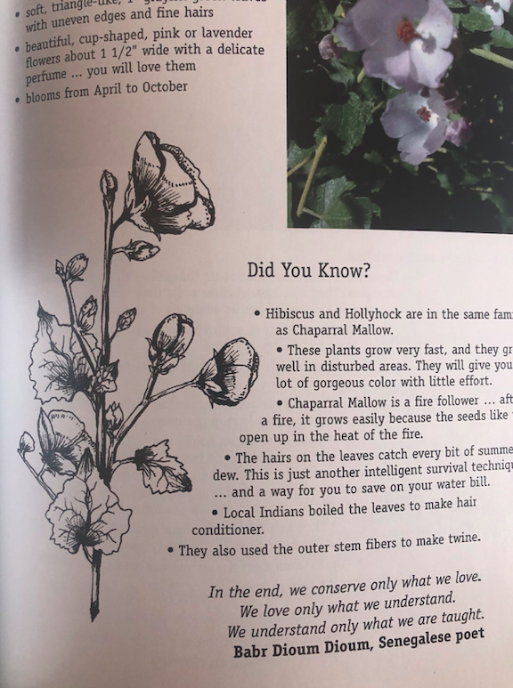 Globe Mallow.png
