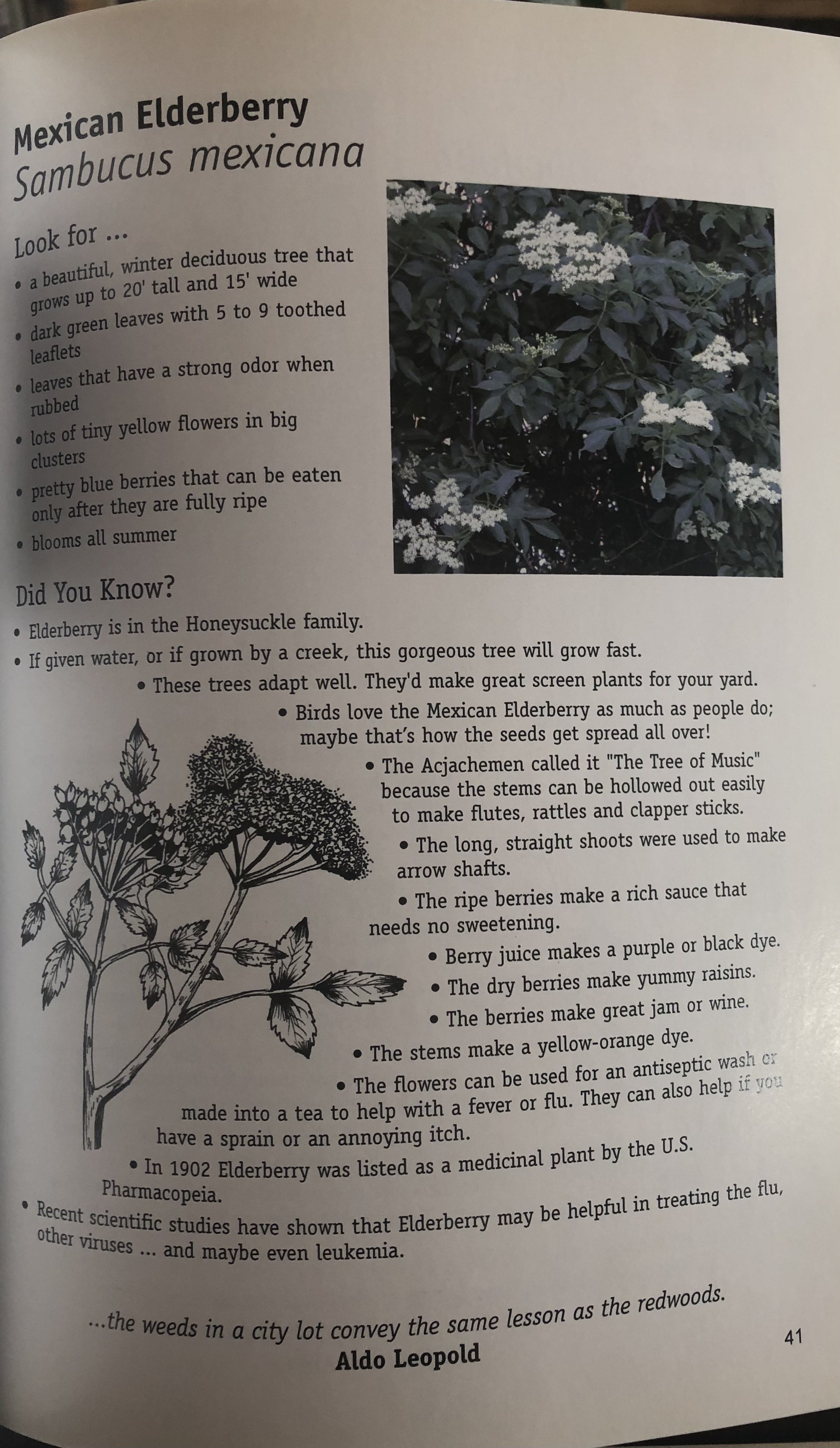 Elderberry.jpg