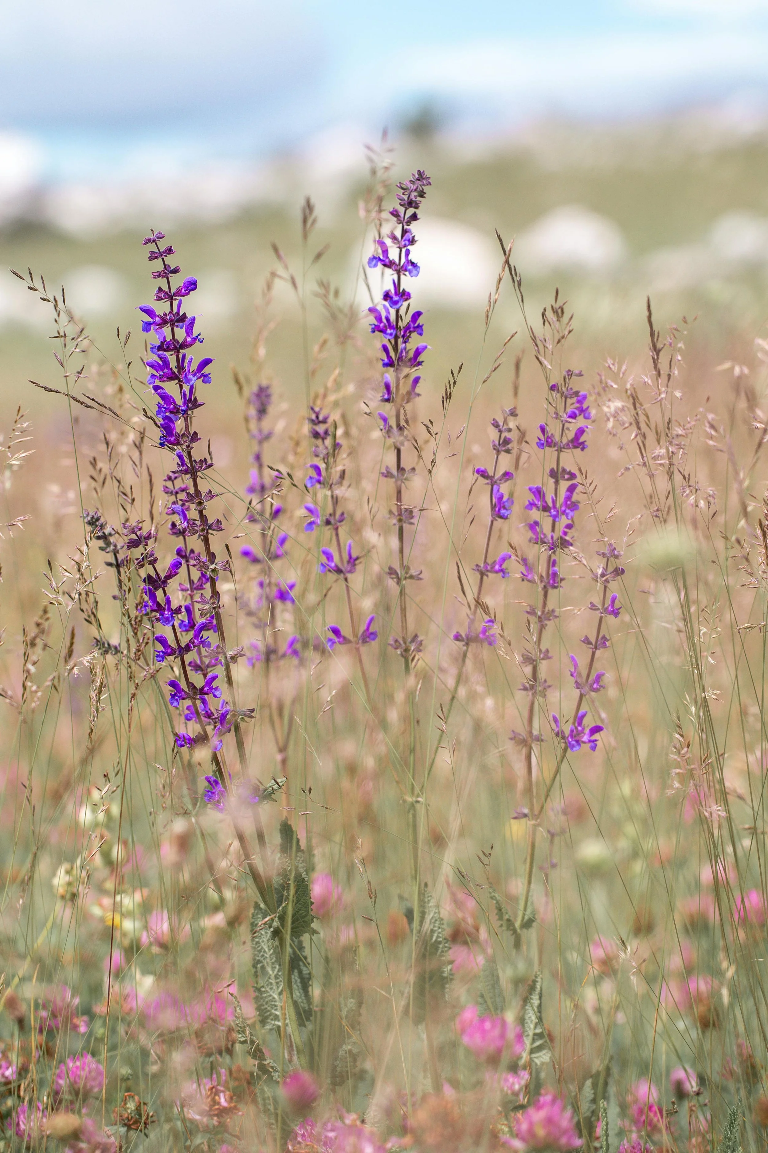 Purple wildflowers in a field with tall grasses and blurred pink flowers in the foreground.