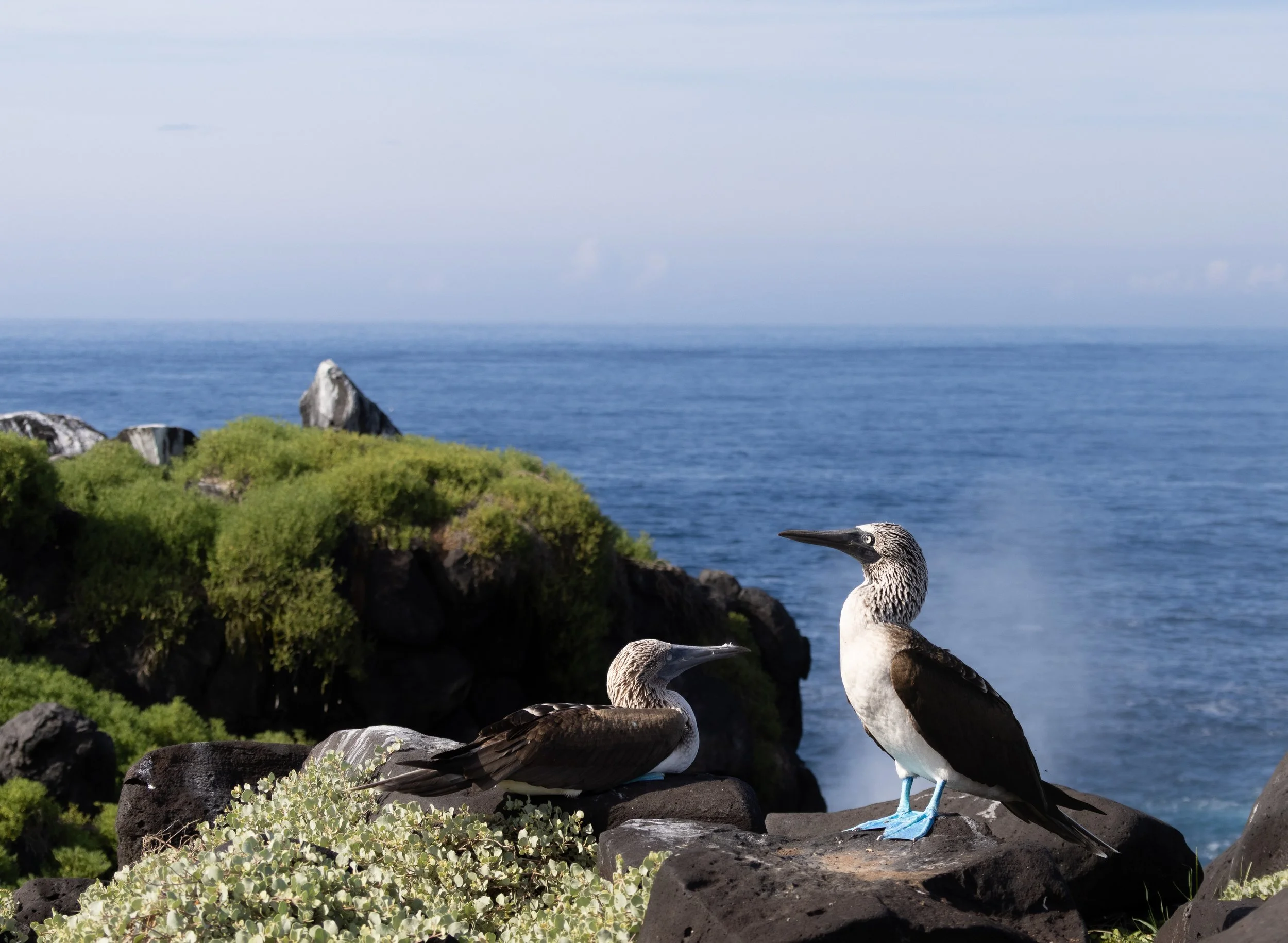 Chloe_Brown_Blue_Footed_Boobies_Española.jpg