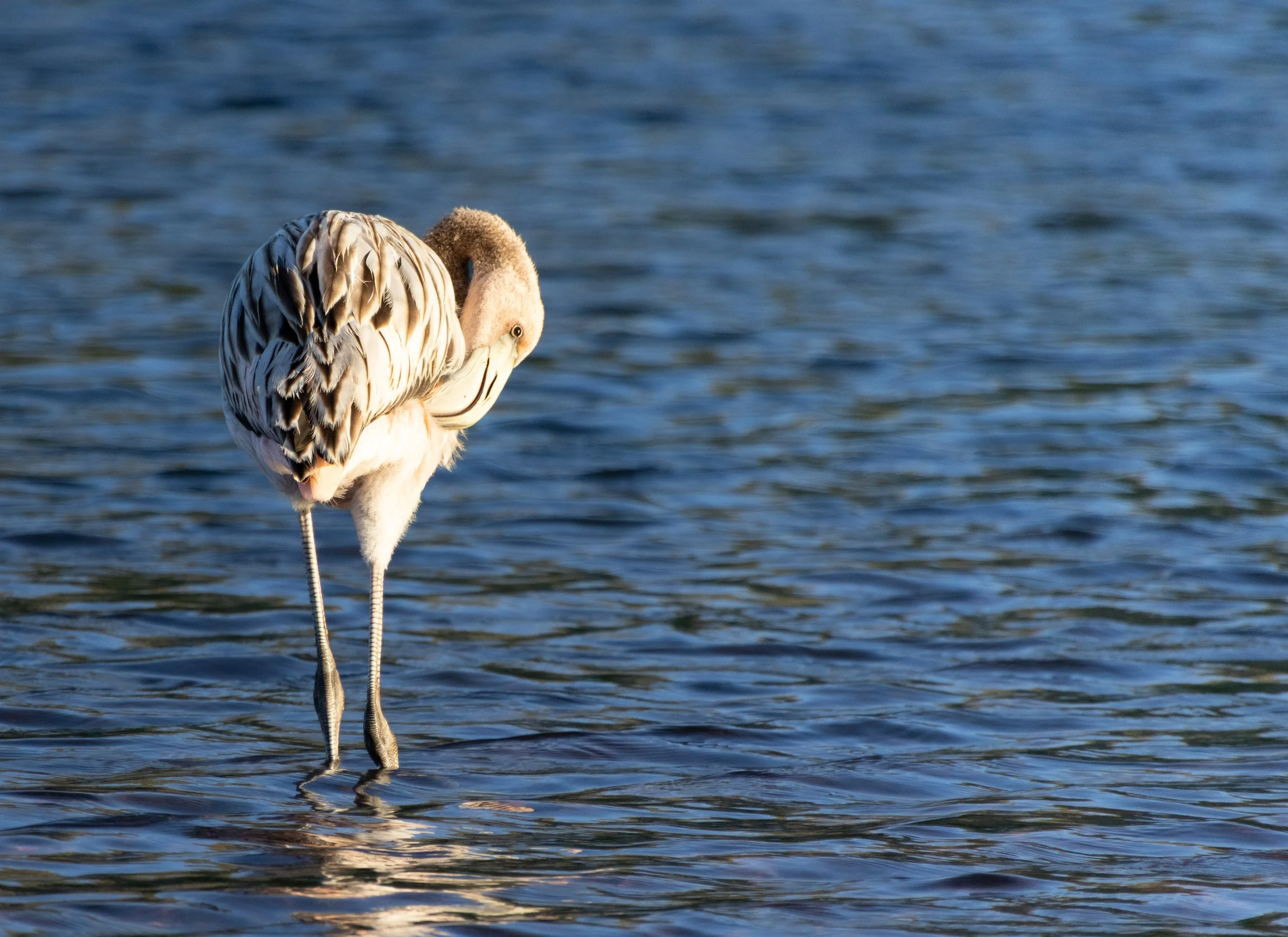 Chloe_Brown_Flamingo_Rabida.jpg