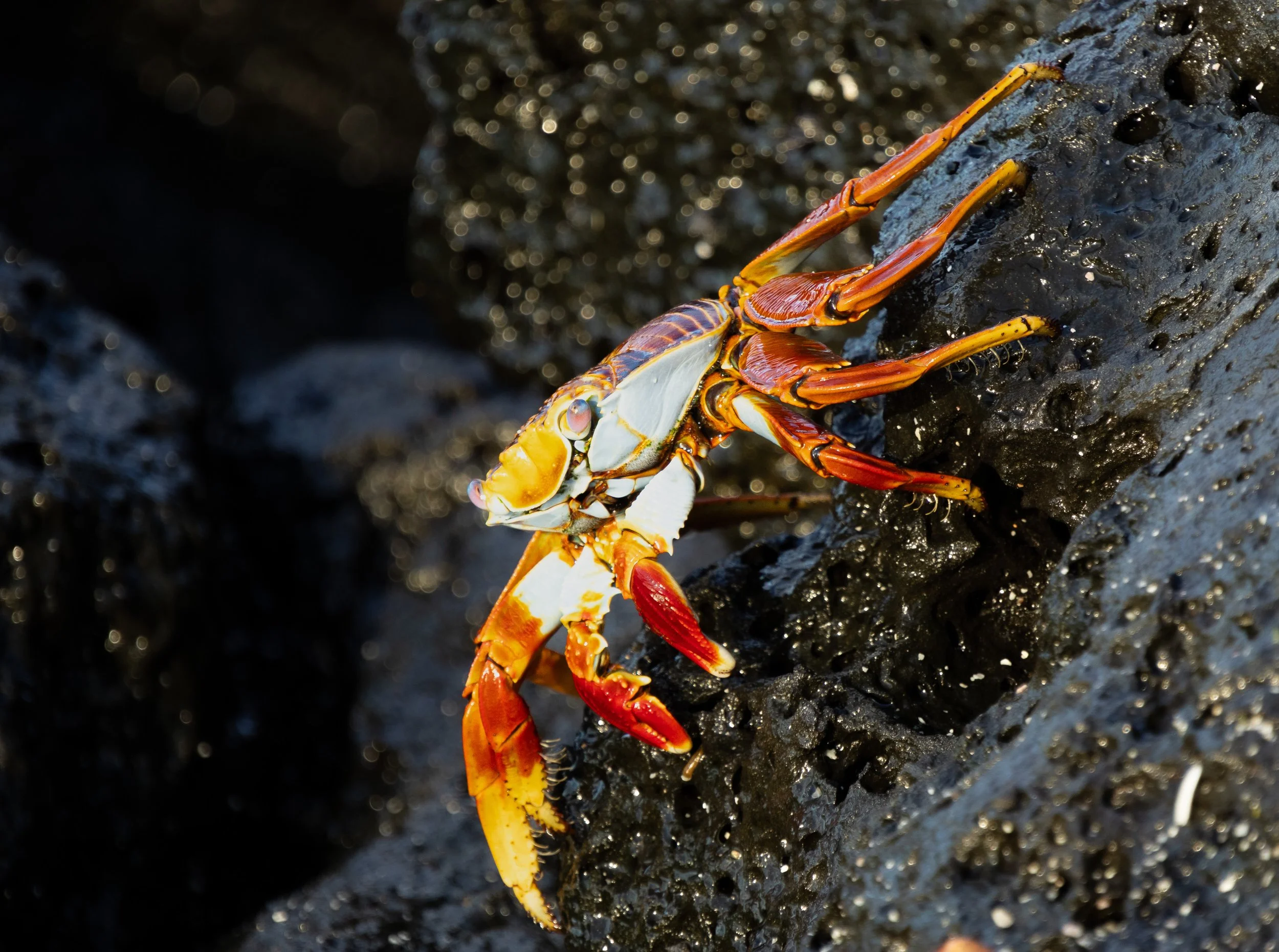 Chloe_Brown_Sally_Lightfoot_Crab_Isabela.jpg