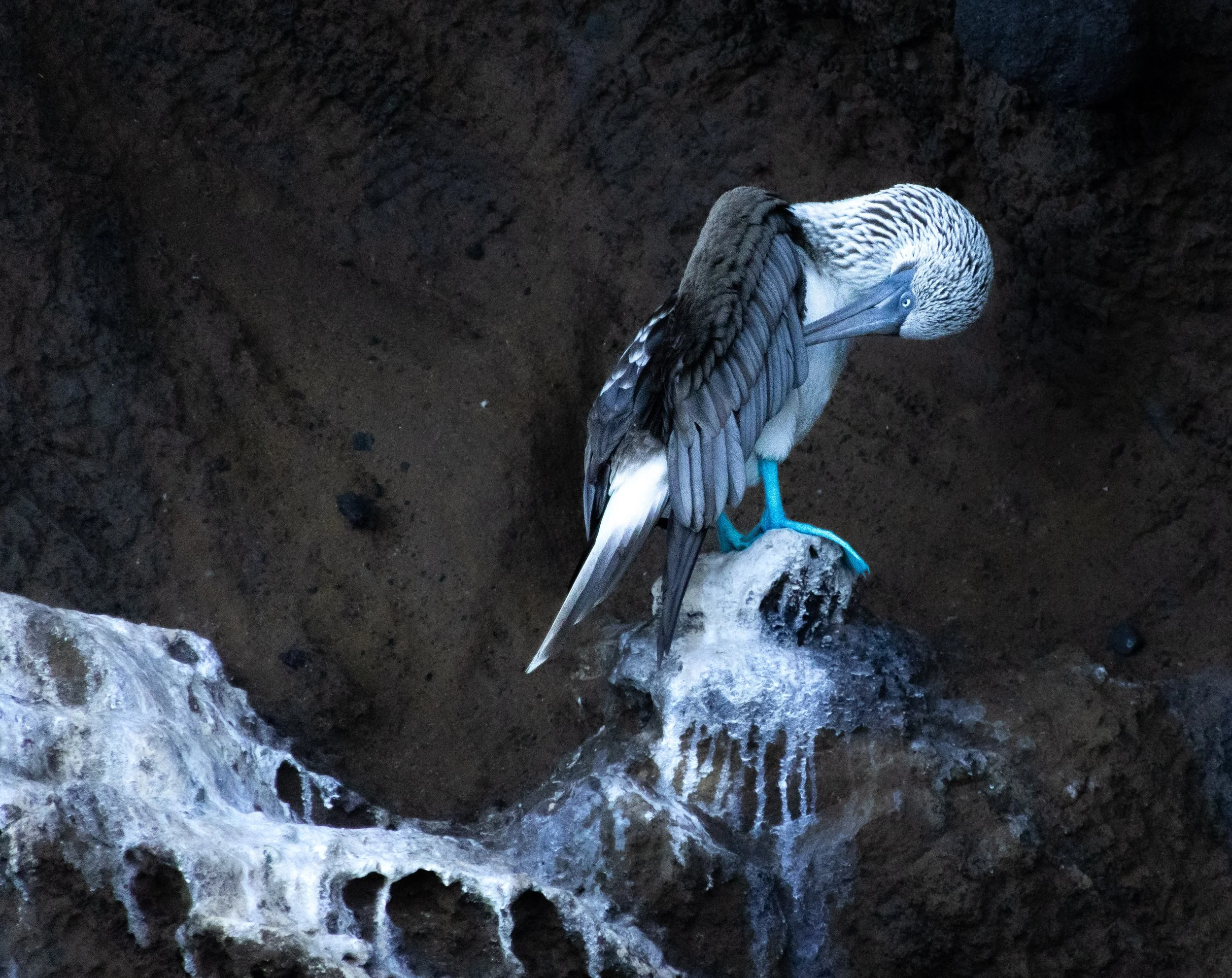 Chloe_Brown_Blue_Footed_Booby_Isabela.jpg