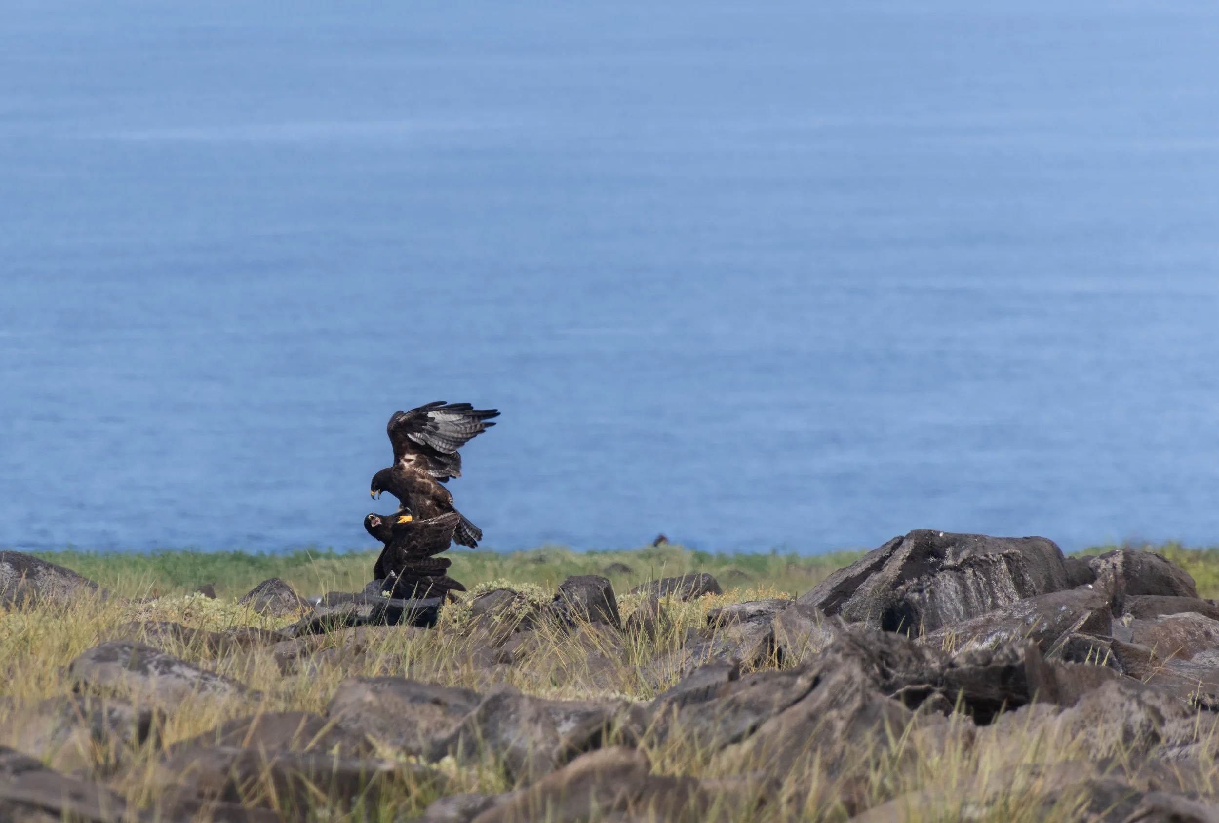 Chloe_Brown_Galapagos_Hawks_Española.jpg