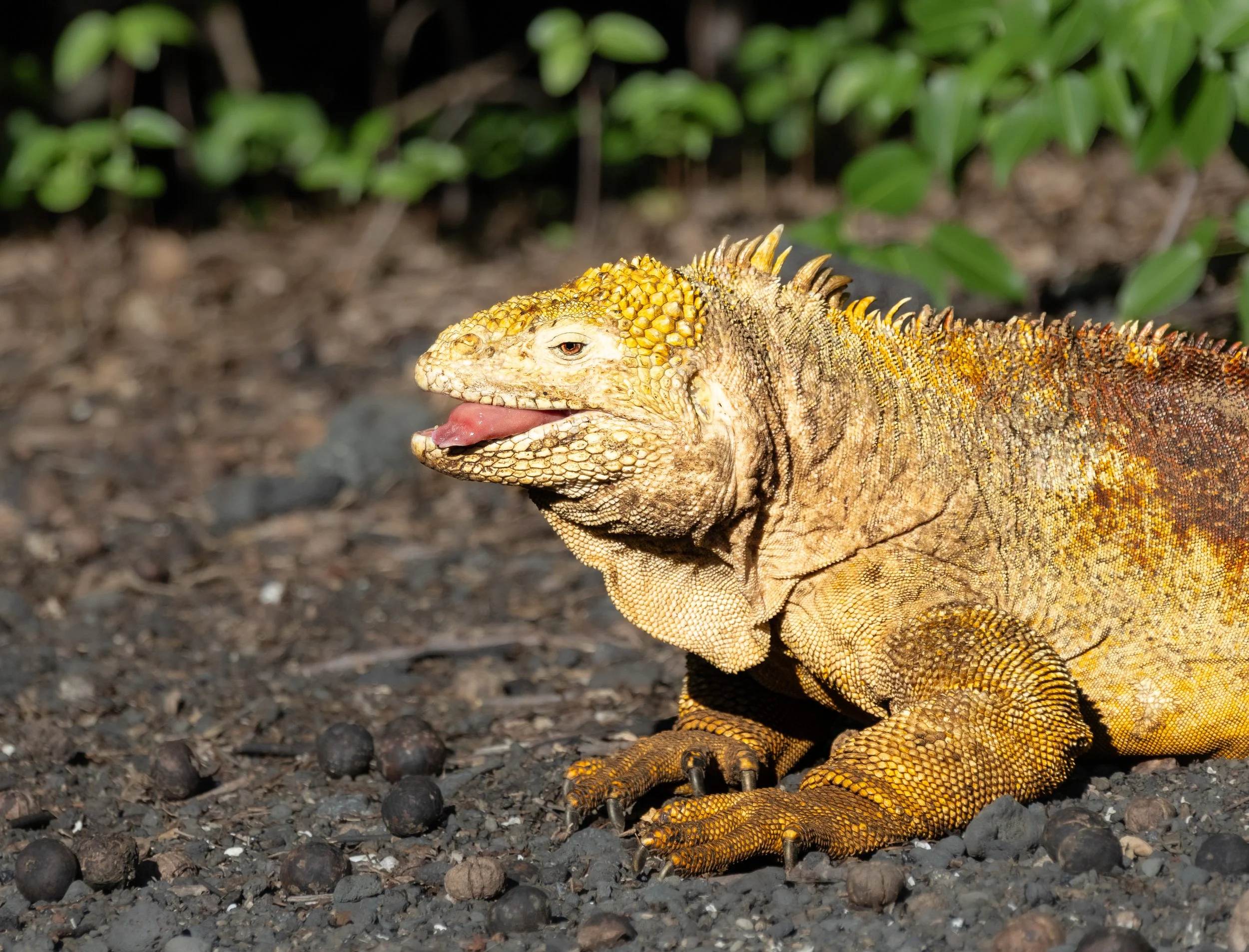 Chloe_Brown_Land_Iguana_Fernandina.jpg