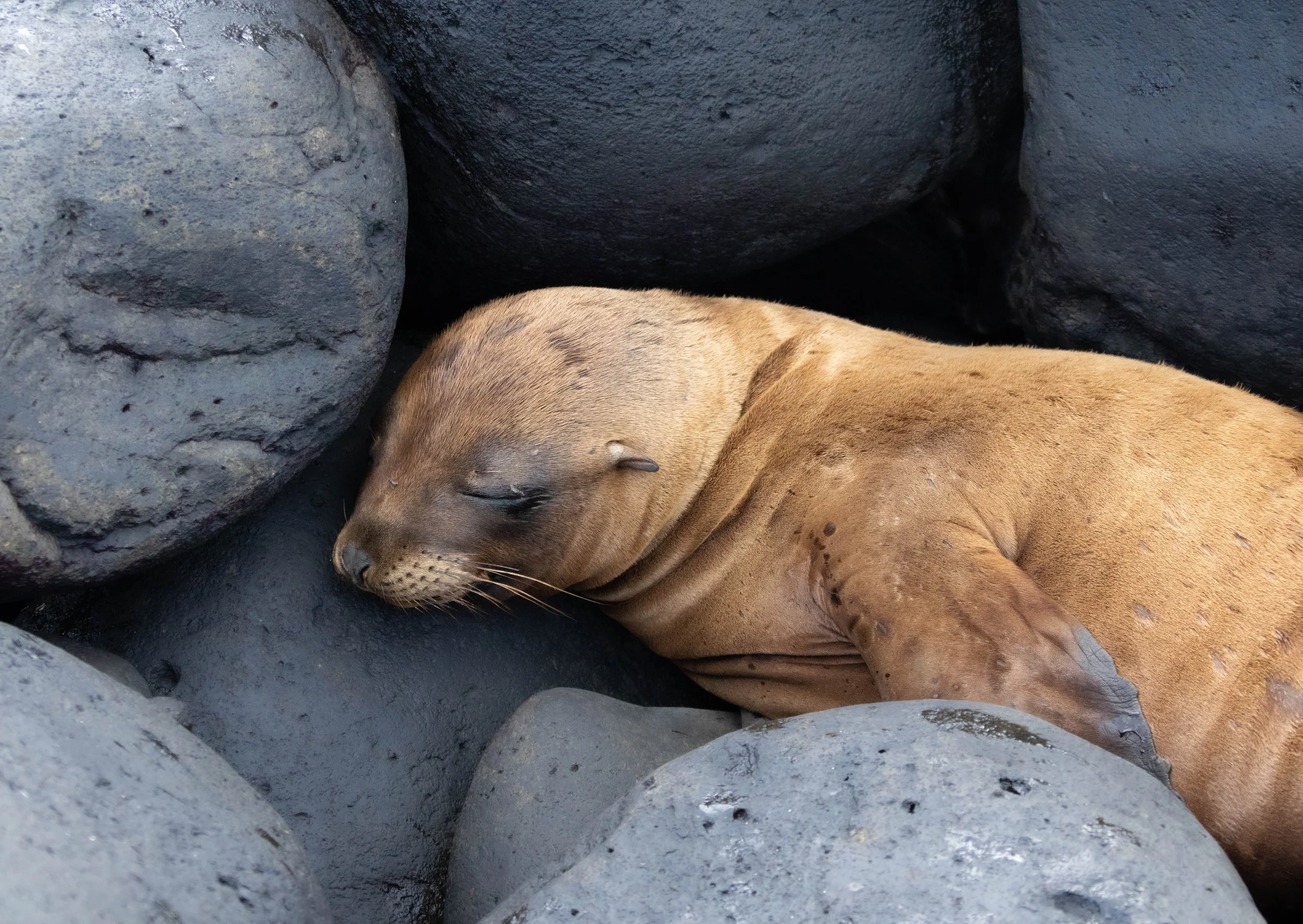 Chloe_Brown_Sea_Lion_Española.jpg