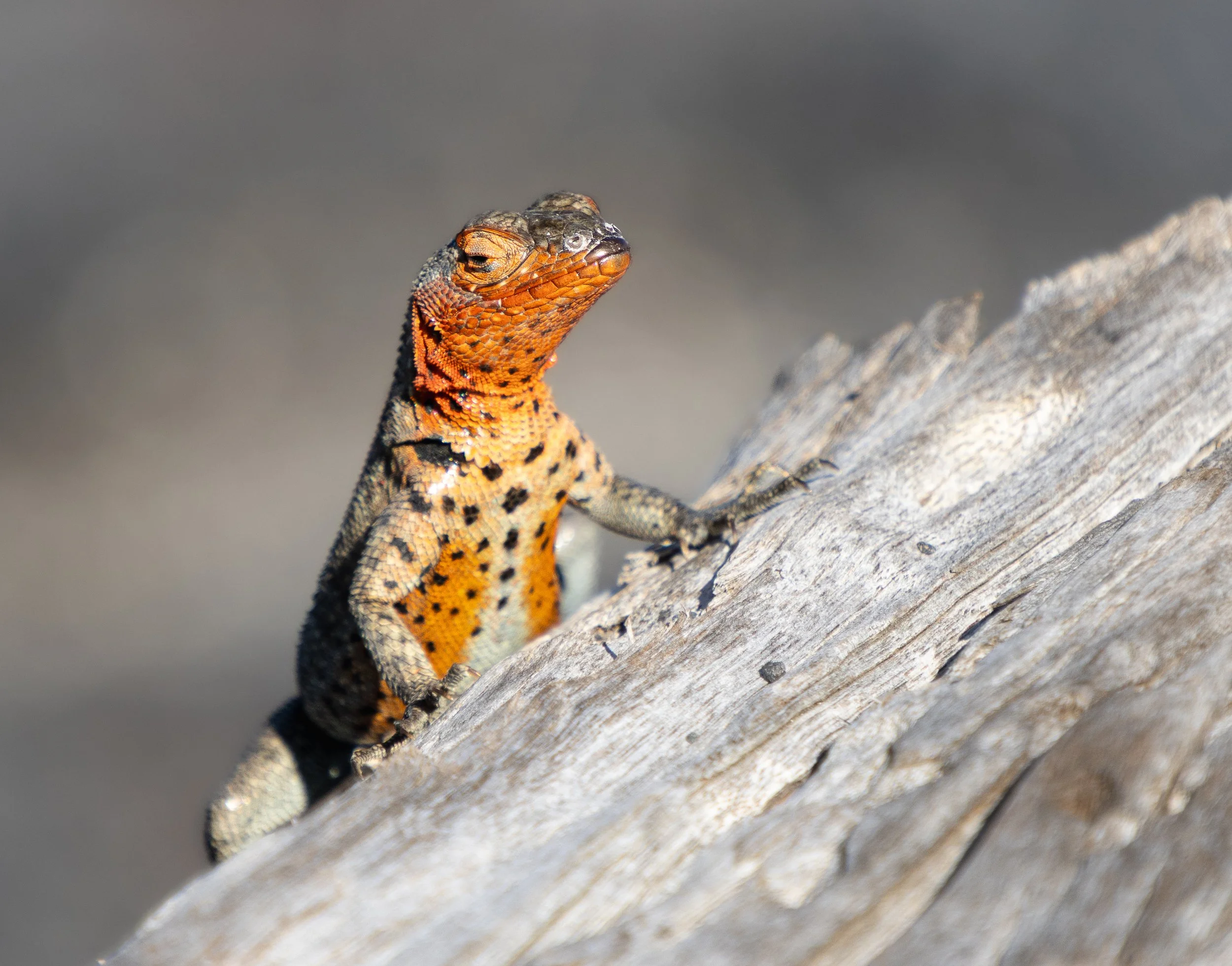 Chloe_Brown_Lava_Lizard_Fernandina.jpg