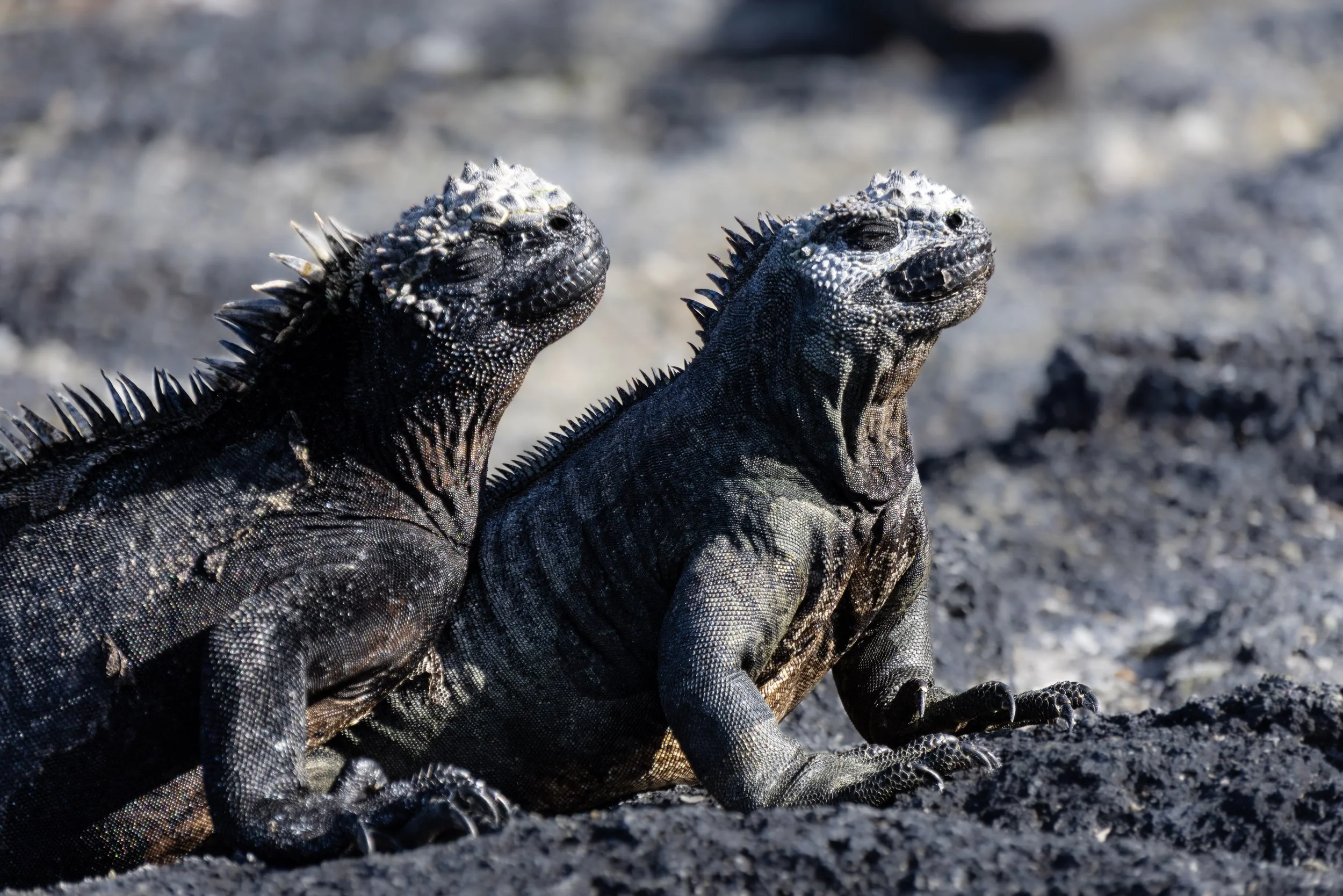 Chloe_Brown_Marine_Iguanas_Isabela.jpg