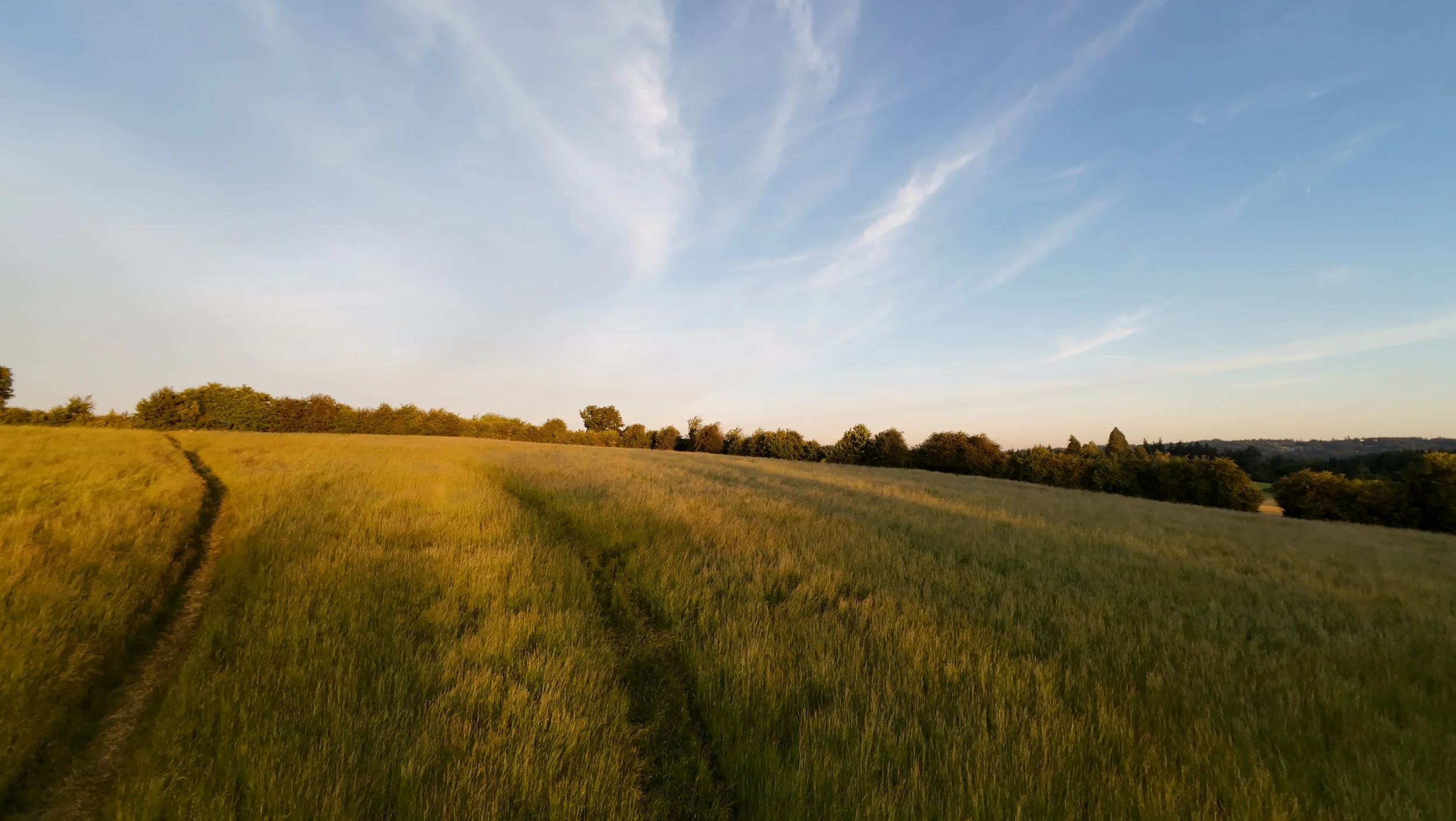 A rural Luscher Farm landscape with a grassy field, a dirt path, trees in the distance, and a blue sky with scattered clouds at the dog park.