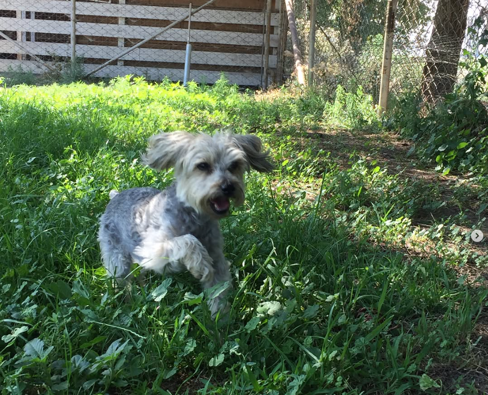 littledog.png
