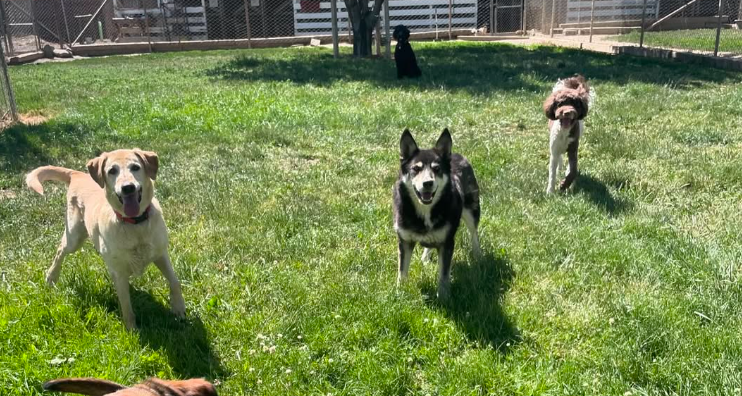 dogs2.png