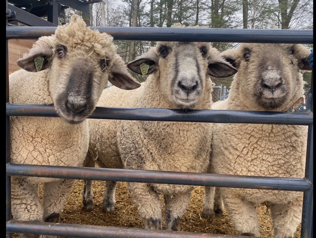 Three sheep standing behind a metal fence, looking at the camera.