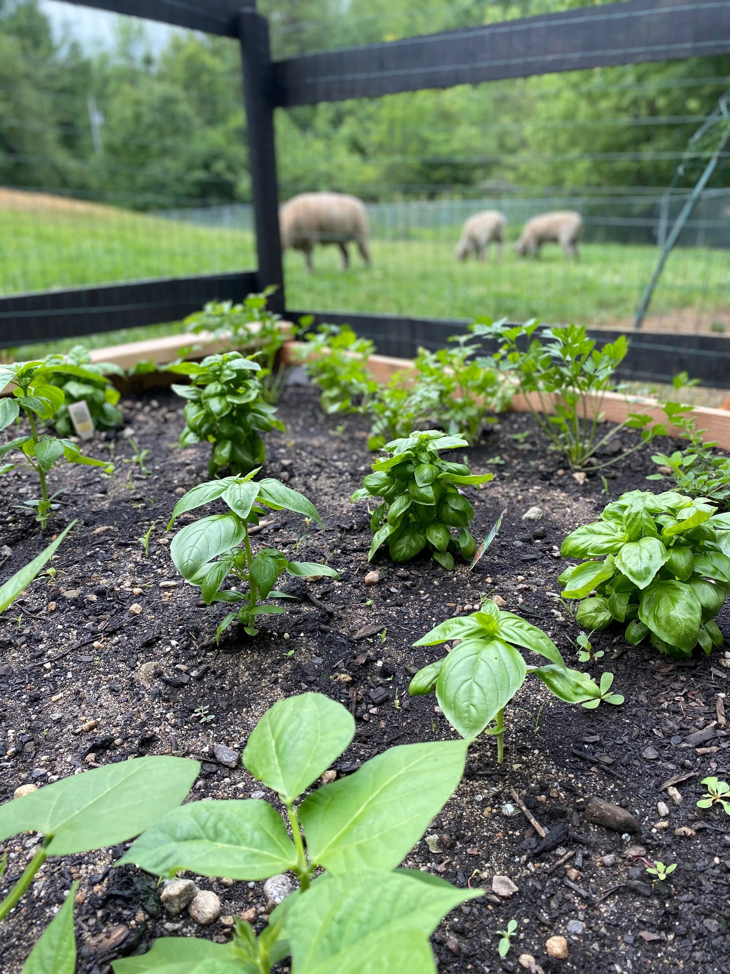 Garden bed with basil plants in soil, fencing and sheep grazing in the background.
