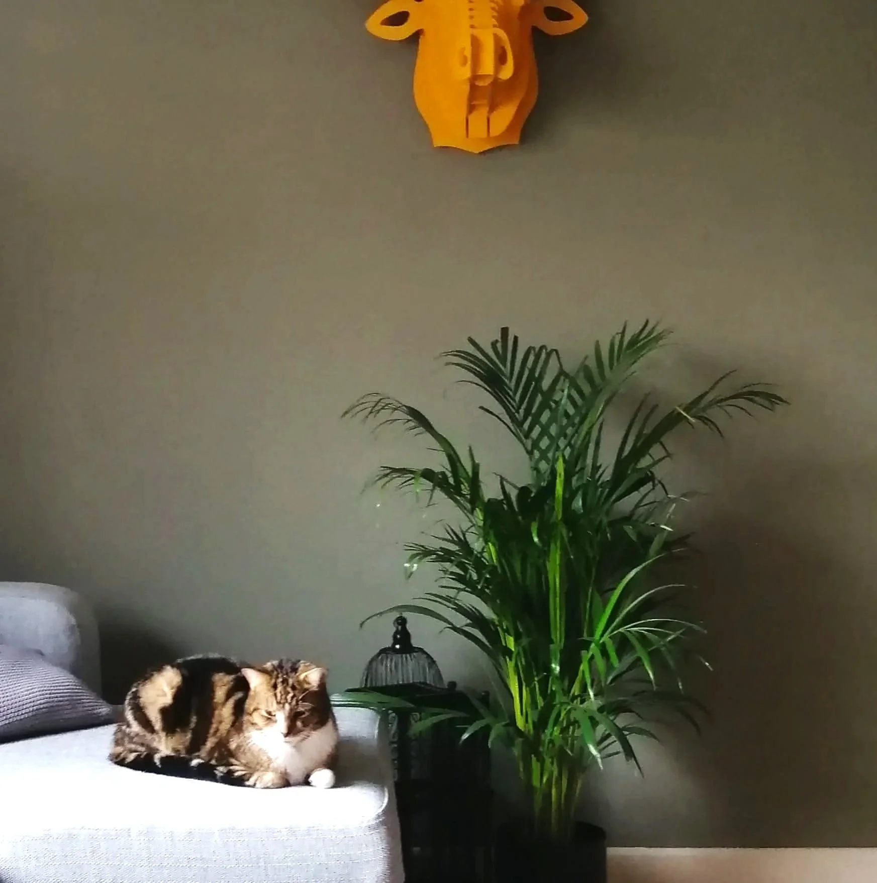 A calico cat lying on a sofa next to a pillow and a dark decorative lamp. In the background, there is a large green potted plant and a yellow giraffe wall decor hanging on the wall.