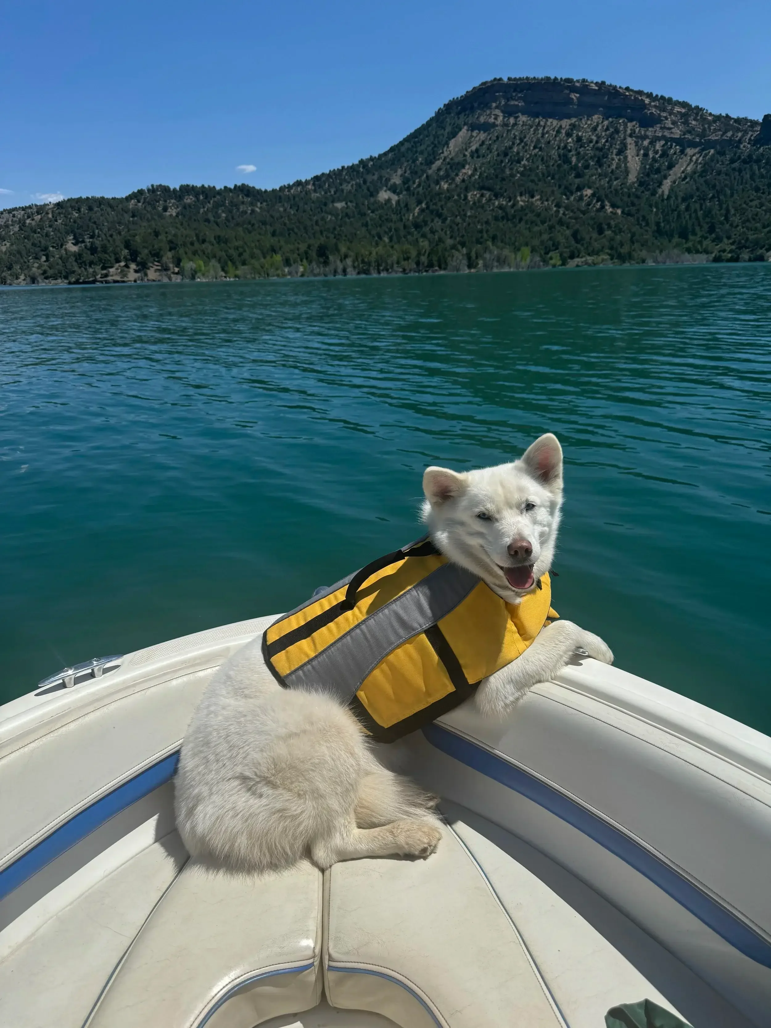 A white dog with blue eyes and a yellow life jacket sitting on a boat. The boat is on a body of water with a green mountain and a clear blue sky in the background.