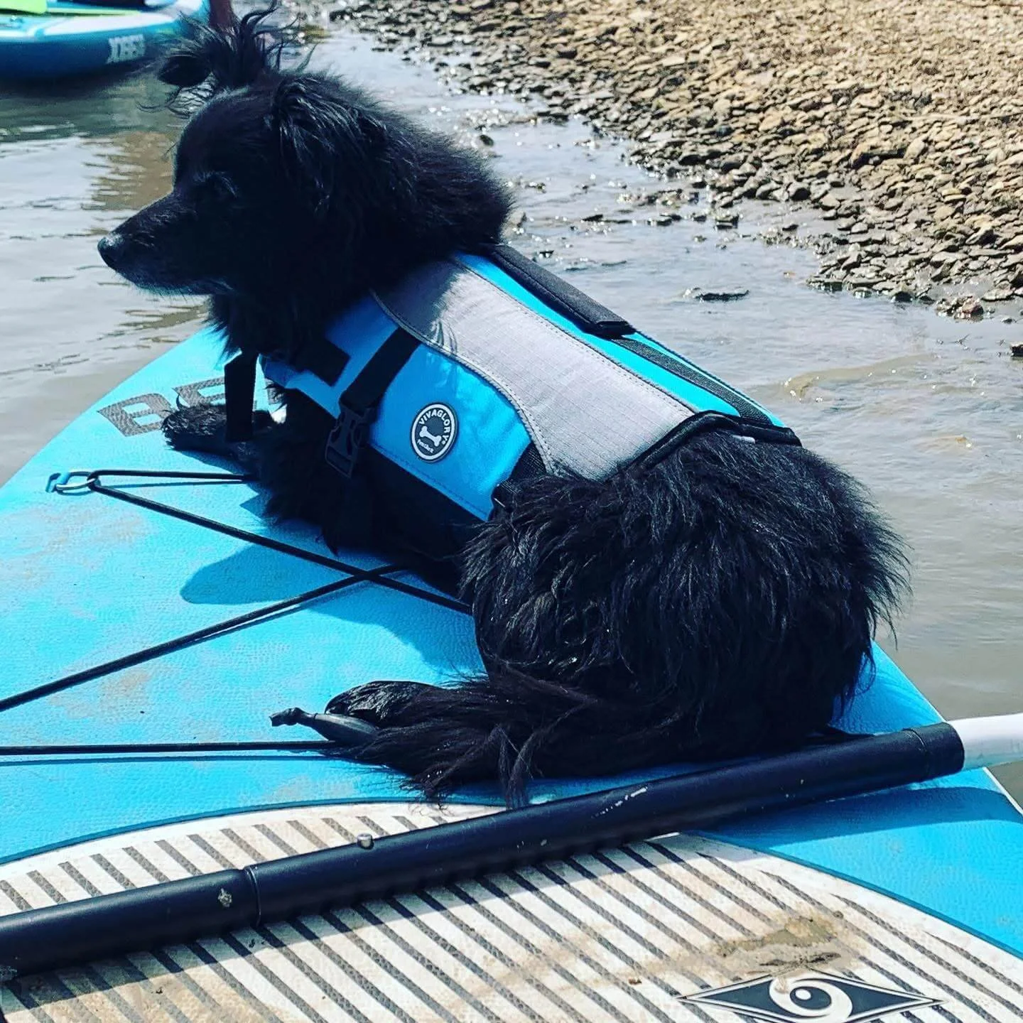 A black dog wearing a life jacket sitting on a blue paddleboard at the water's edge, with a pebble beach and calm water in the background.