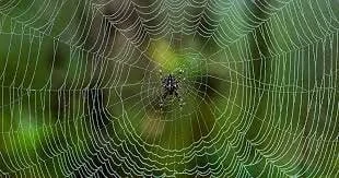 Careers: the Spider Web