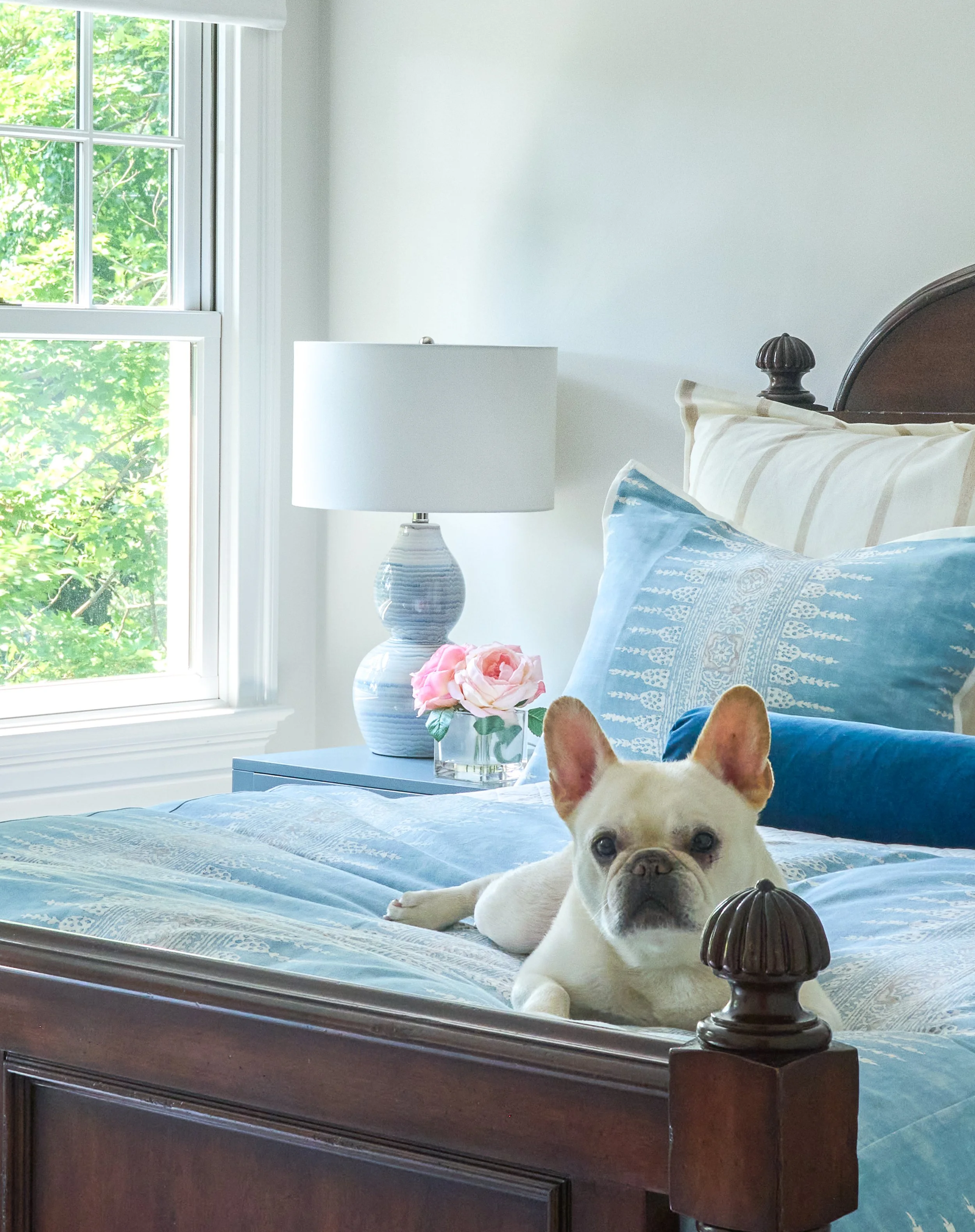 A white French Bulldog lying on a bed with blue and white bedding, near a dark wooden bed frame with a decorative post, in a bright bedroom with a white wall, lamp, and window showing green trees outside.