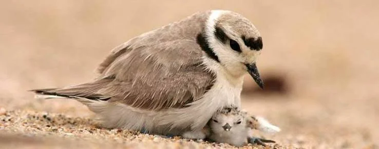 A mother snowy plover shore bird on the ground with a small fluffy chick snuggled beneath her.