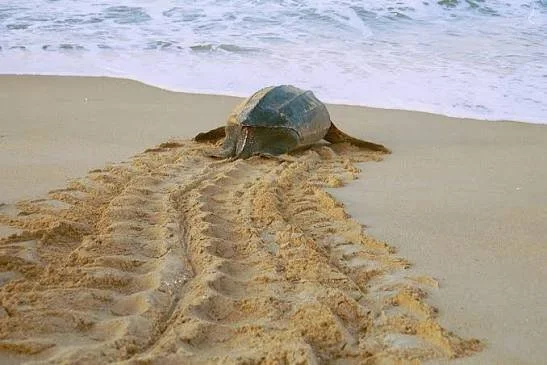 A mother sea turtle on the sandy beach, leaving tracks as it moves toward the ocean.