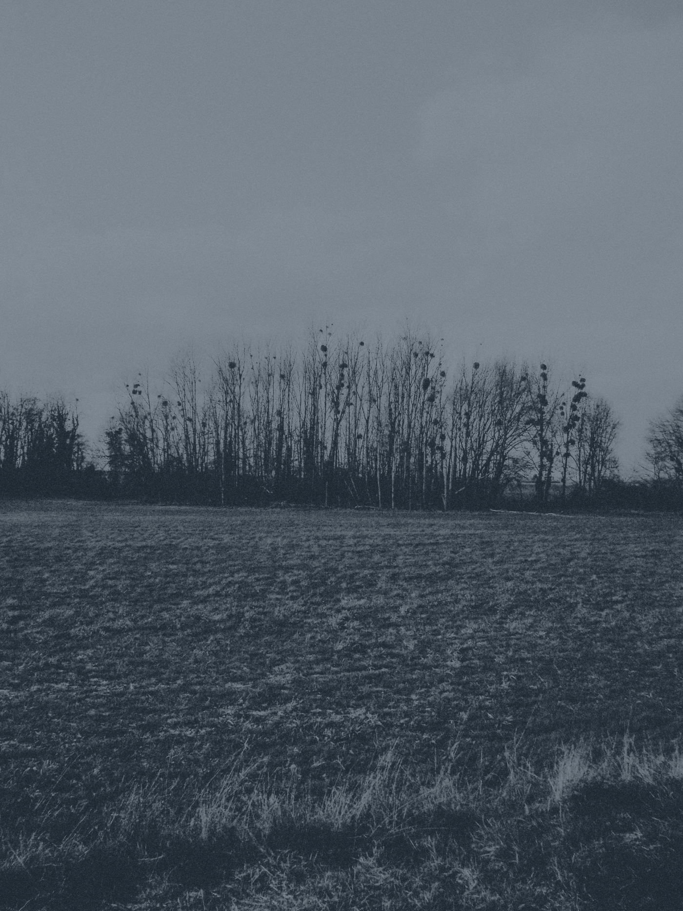 Black and white photo of a field with grass in the foreground and a line of leafless trees in the background, under an overcast sky.