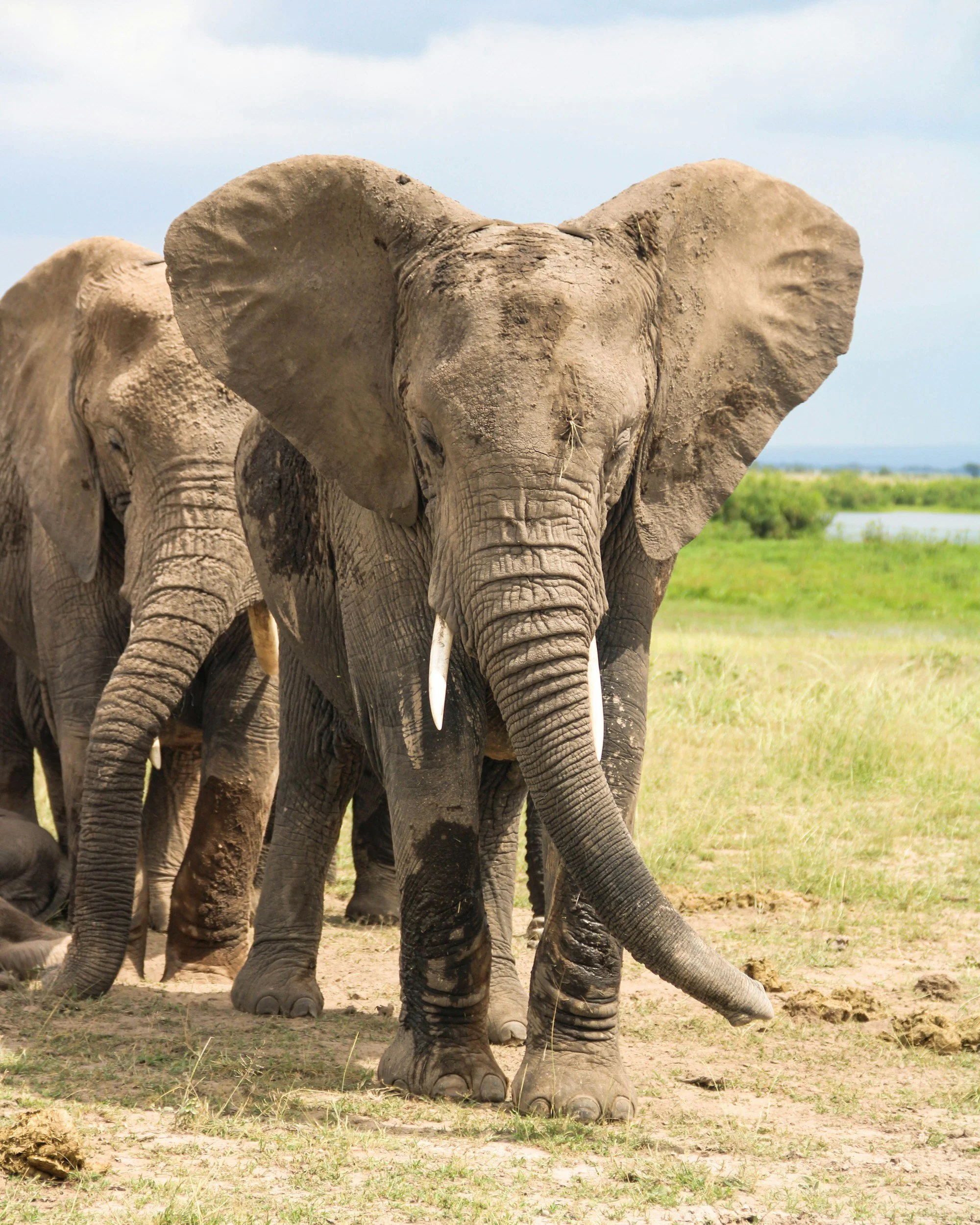 African Savannah Elephant