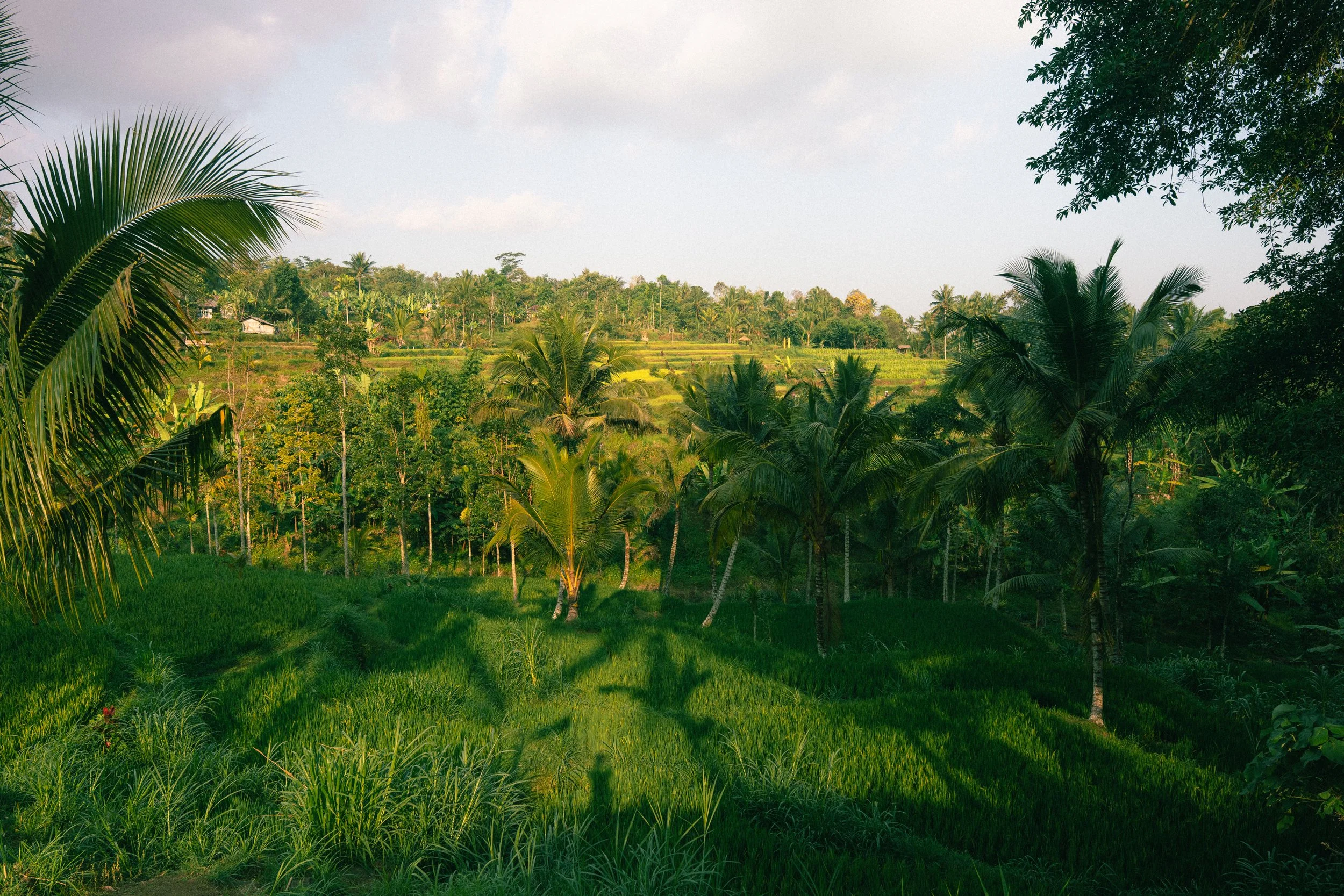 Tetabatu-rijstvelden-travel fotografie-Michsmemento.jpg
