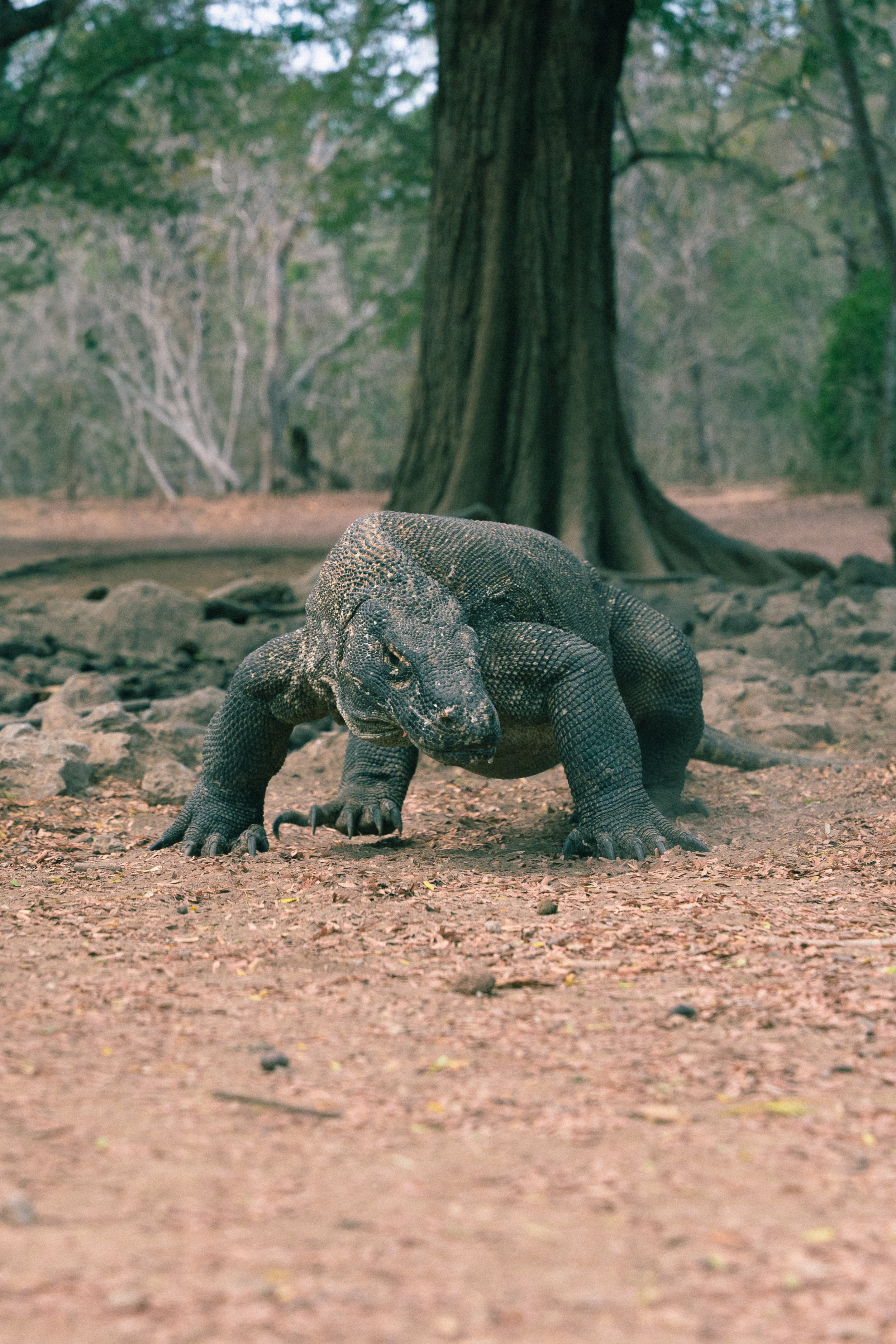 Flores-Komodo varaan-Travel fotografie-Indonesie-Michsmemento.jpg