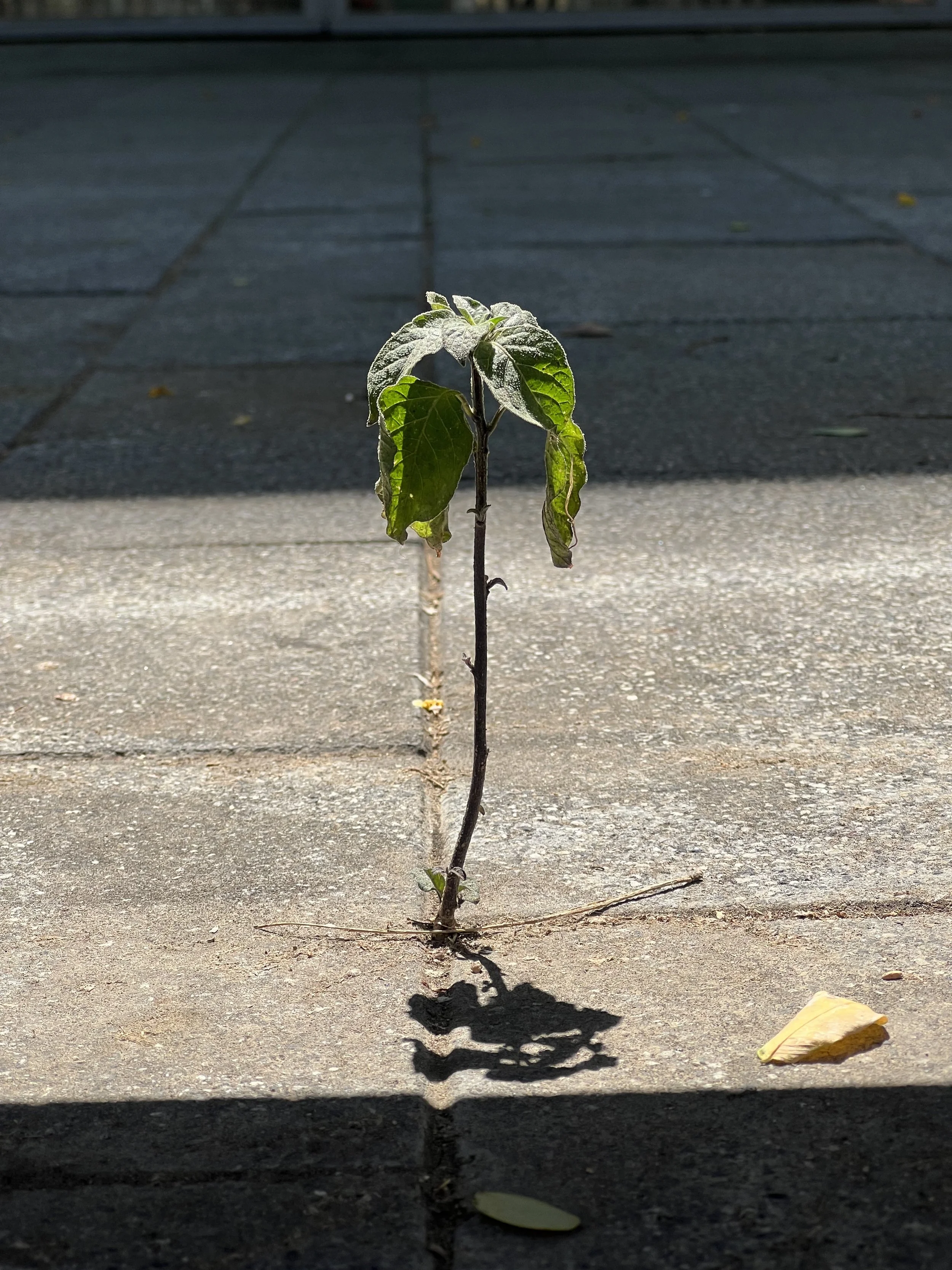 Embodied Resilience 