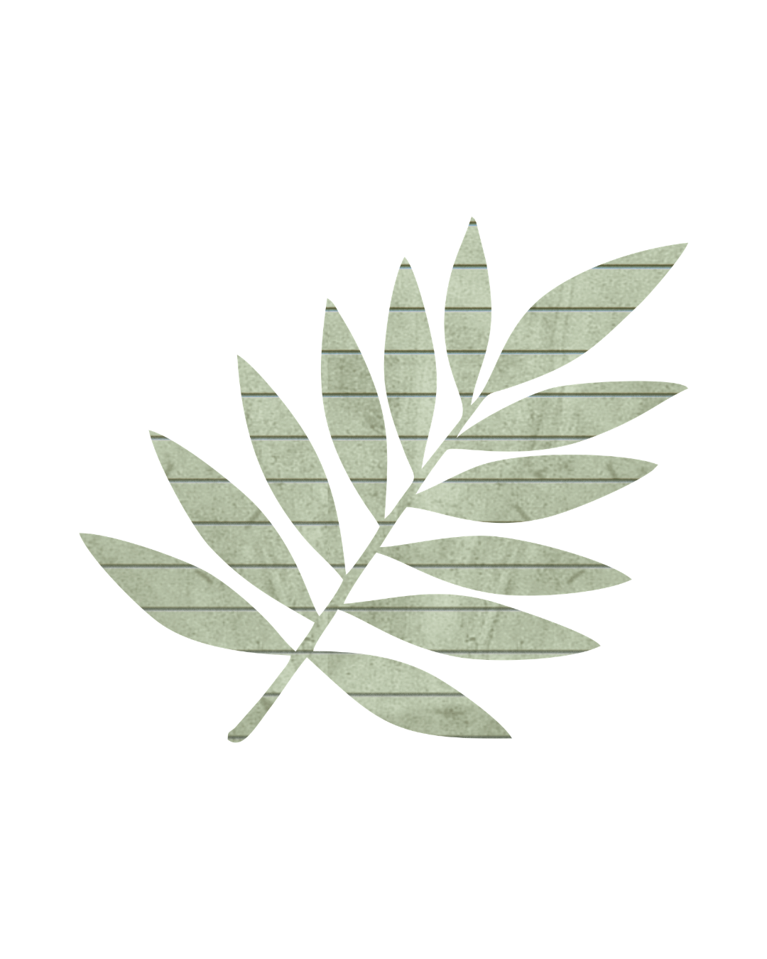 A dried green leaf with multiple smaller leaflets arranged on a stem, isolated on a transparent background.