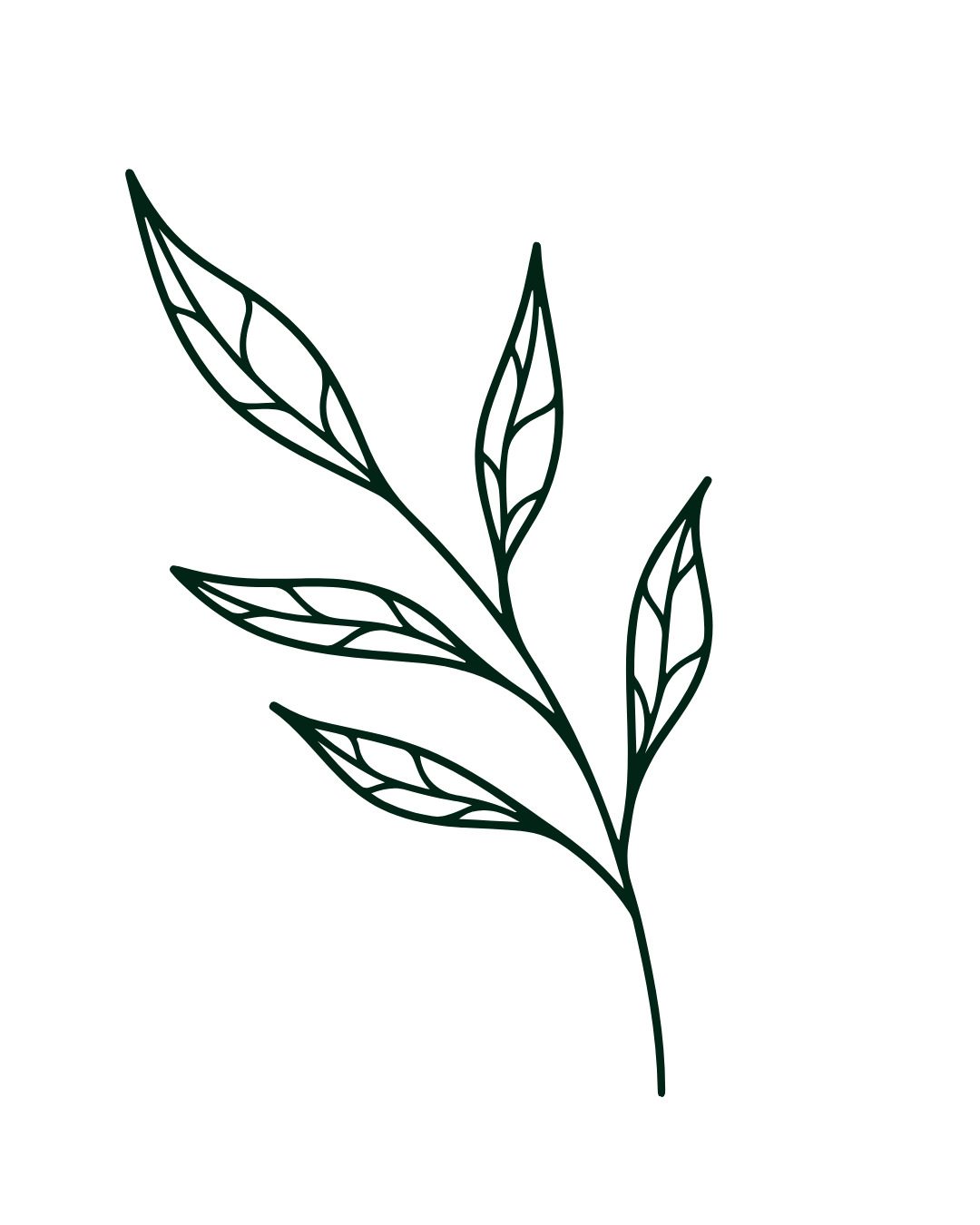 Line drawing of a plant with five elongated leaves on a single branch.