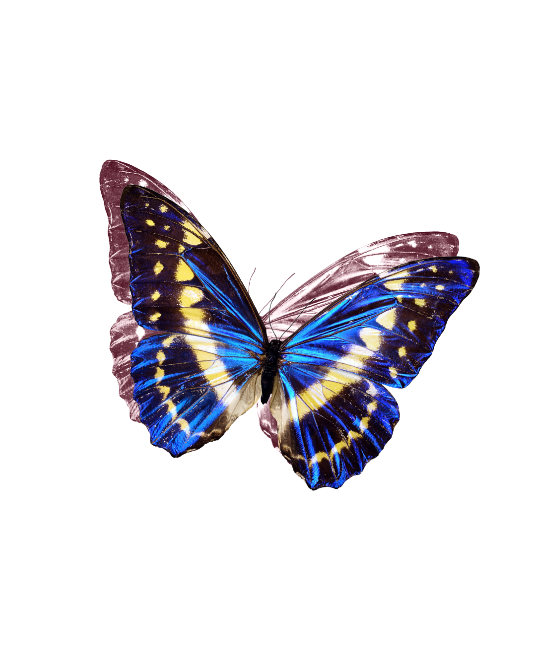 Colorful butterfly with blue, yellow, and black wings isolated on black background.